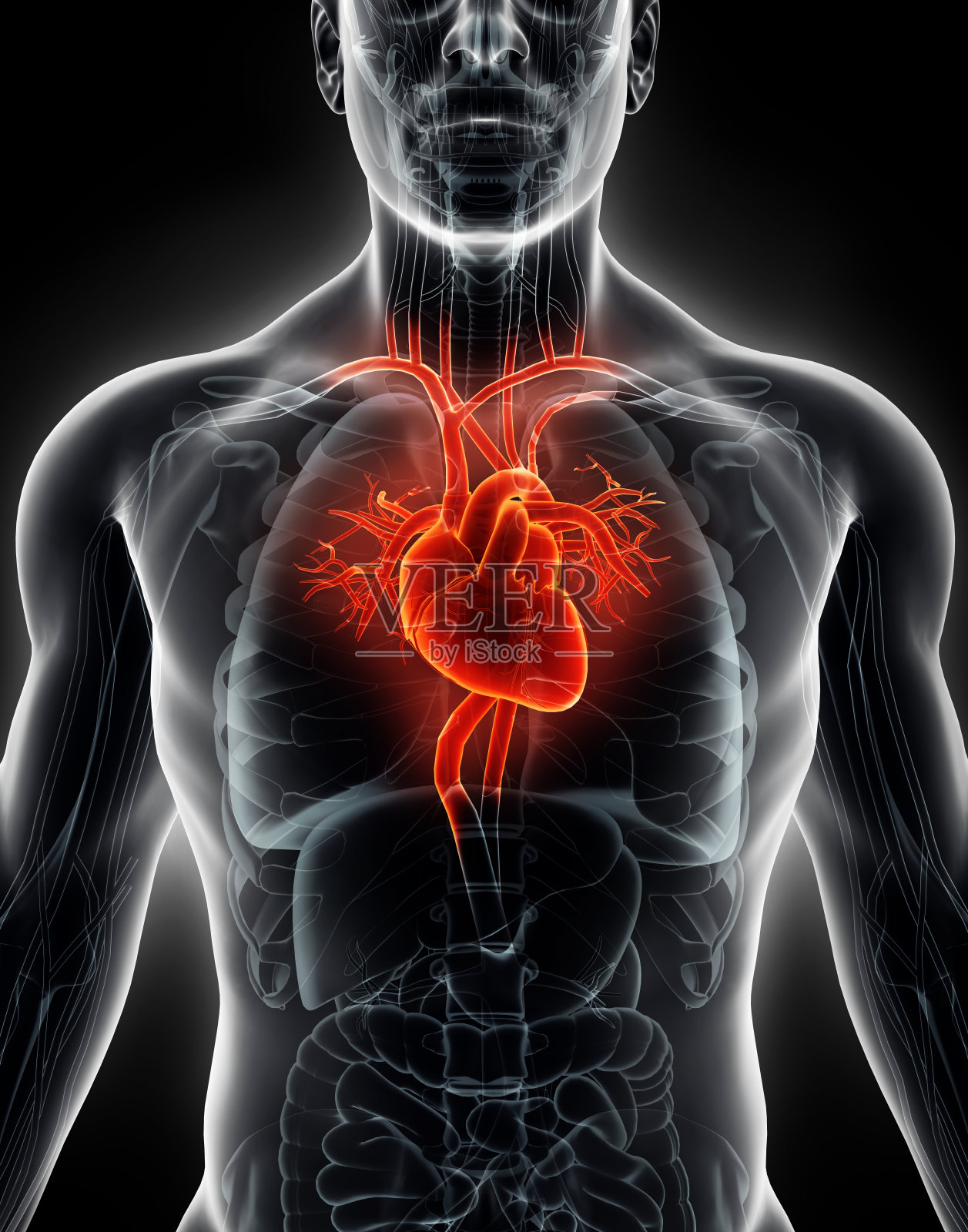 3D插图人体内部有机-人体心脏。照片摄影图片