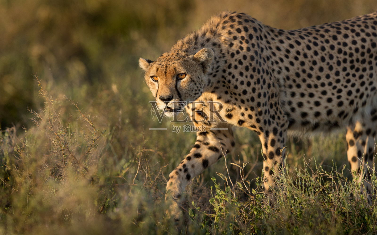 在坦桑尼亚的塞伦盖蒂，雄性猎豹正在捕猎照片摄影图片