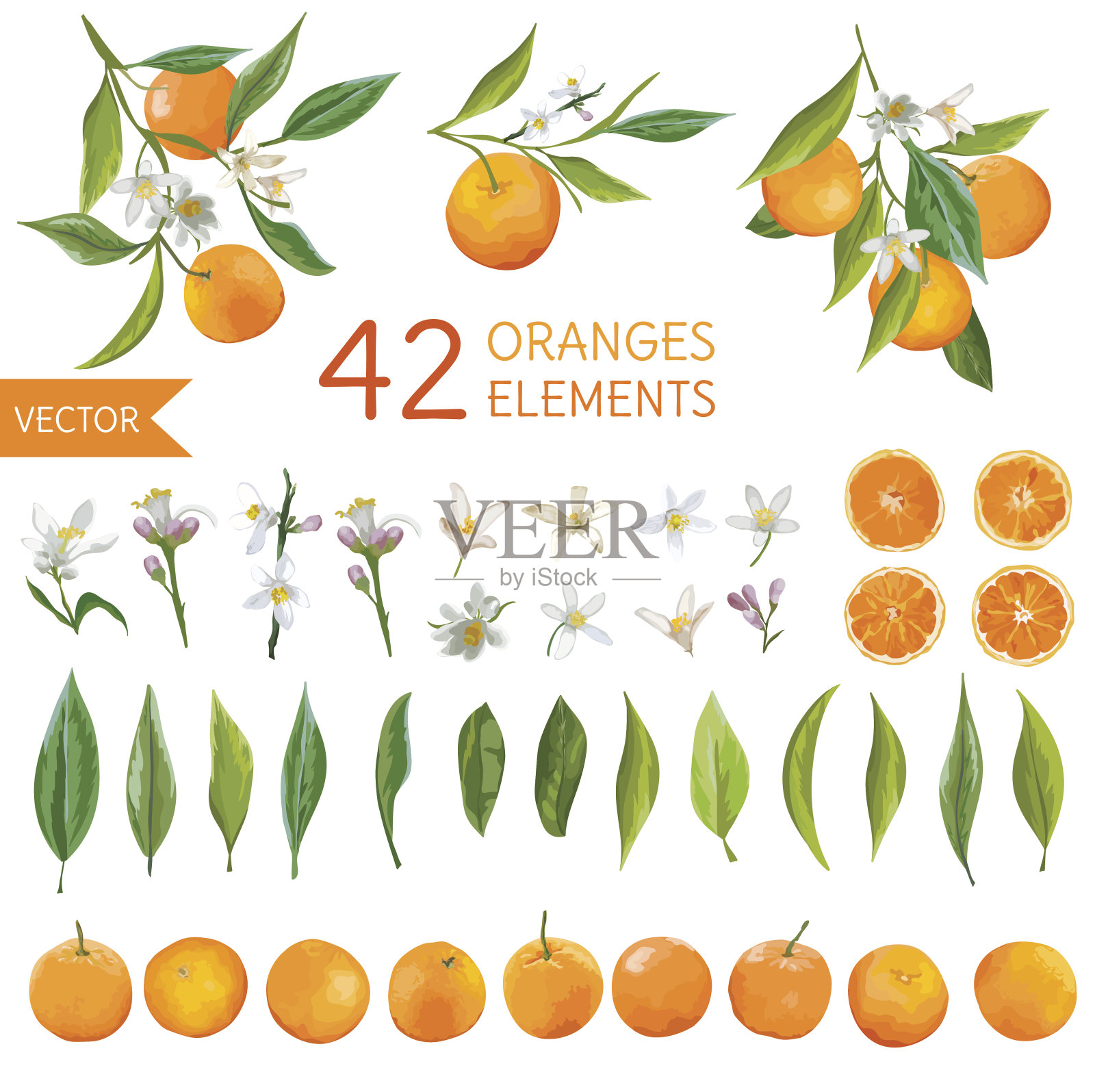 橙子，花和叶。柠檬气味。水彩风格插画图片素材