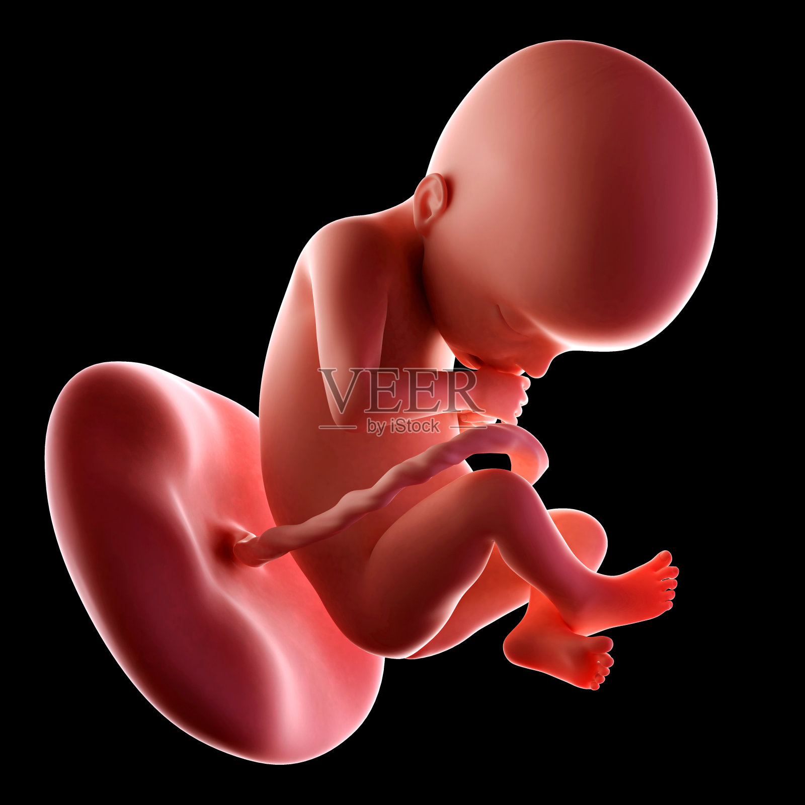 胎儿22周照片摄影图片