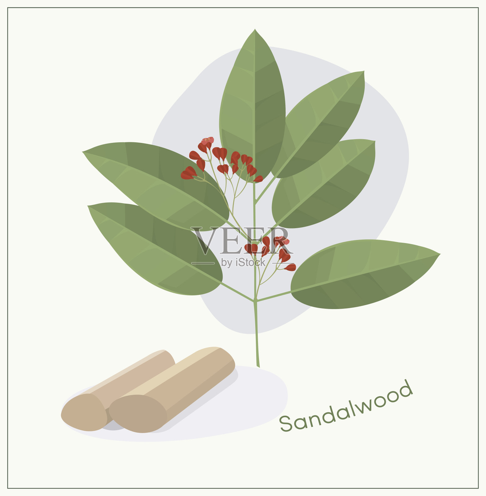 Sandalwod树枝插画图片素材