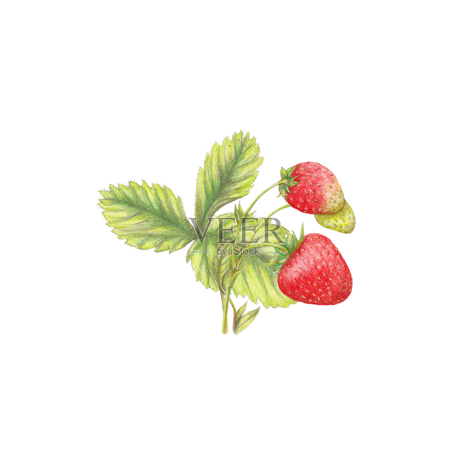 插图的草莓照片摄影图片