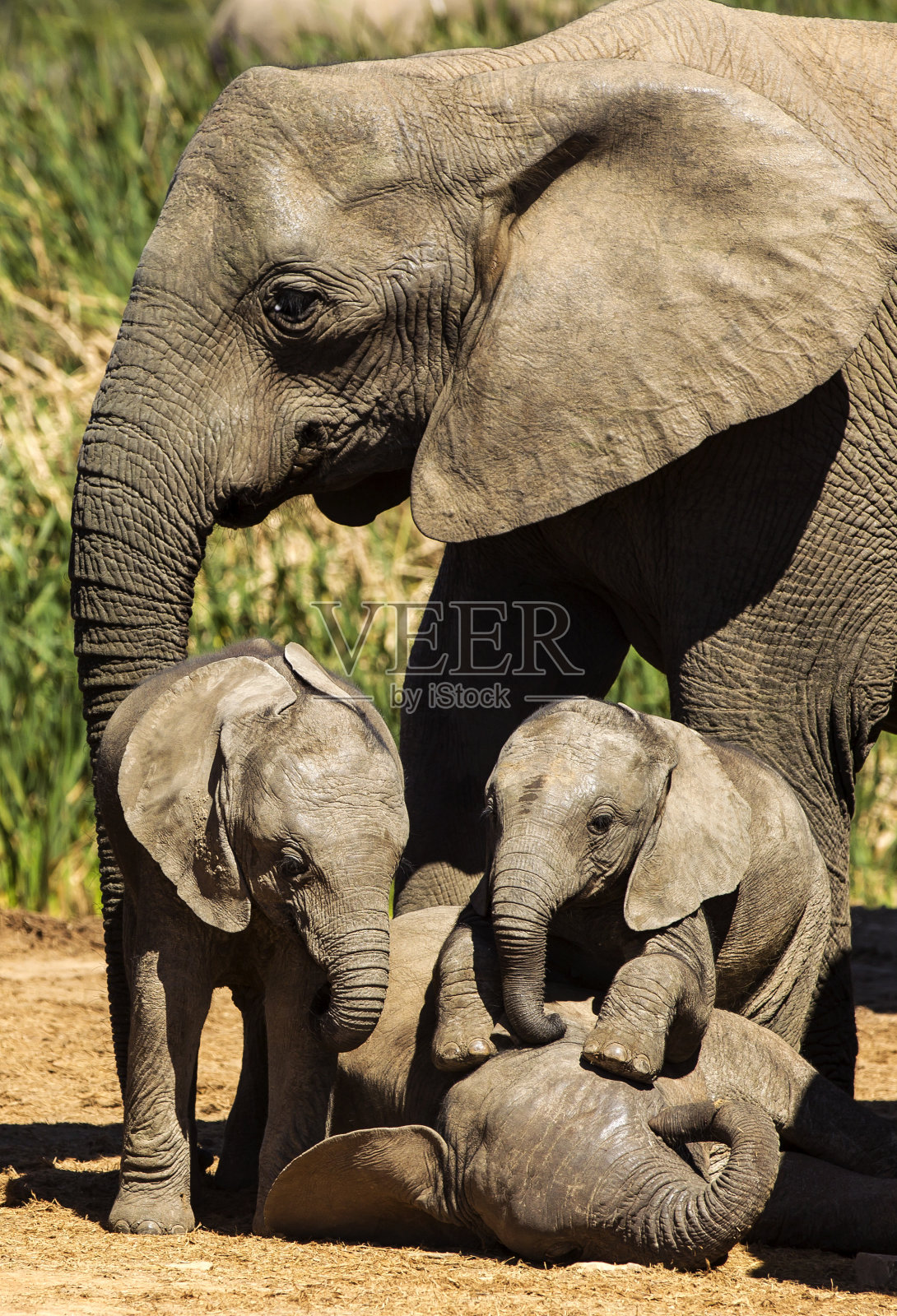 大象家庭游戏时间照片摄影图片