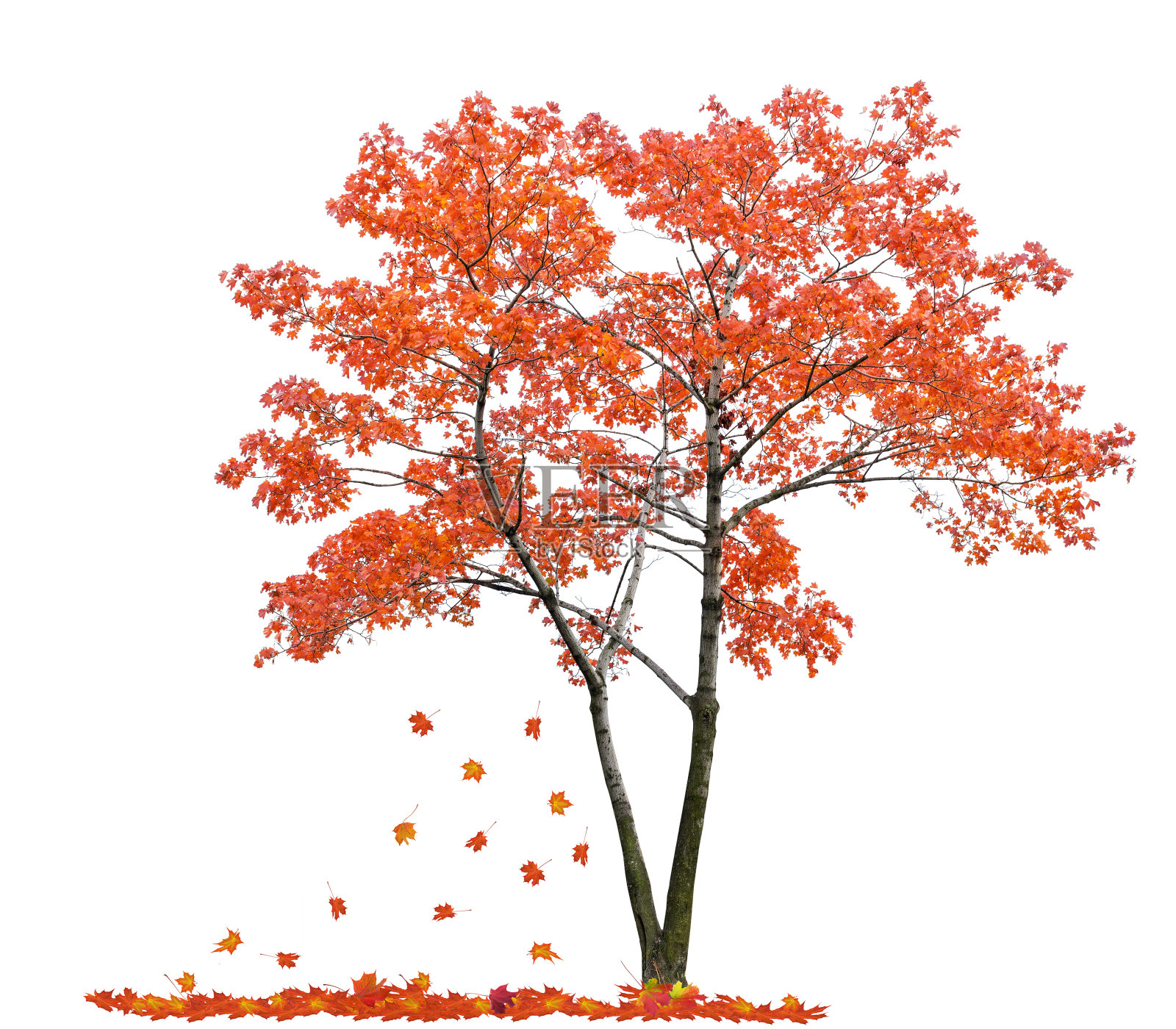 鲜红的孤立的枫树和落叶照片摄影图片