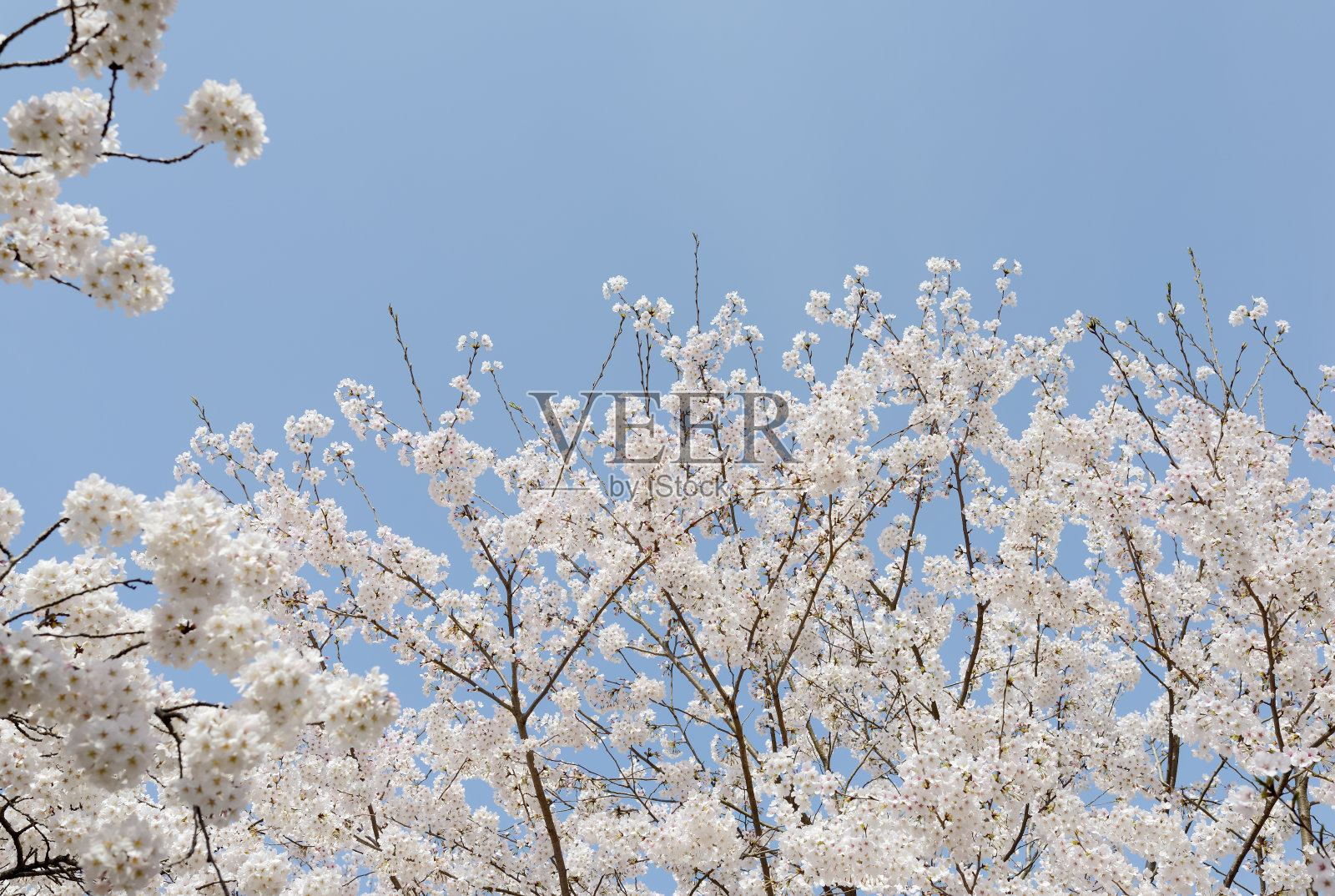 春天开花的樱桃树照片摄影图片