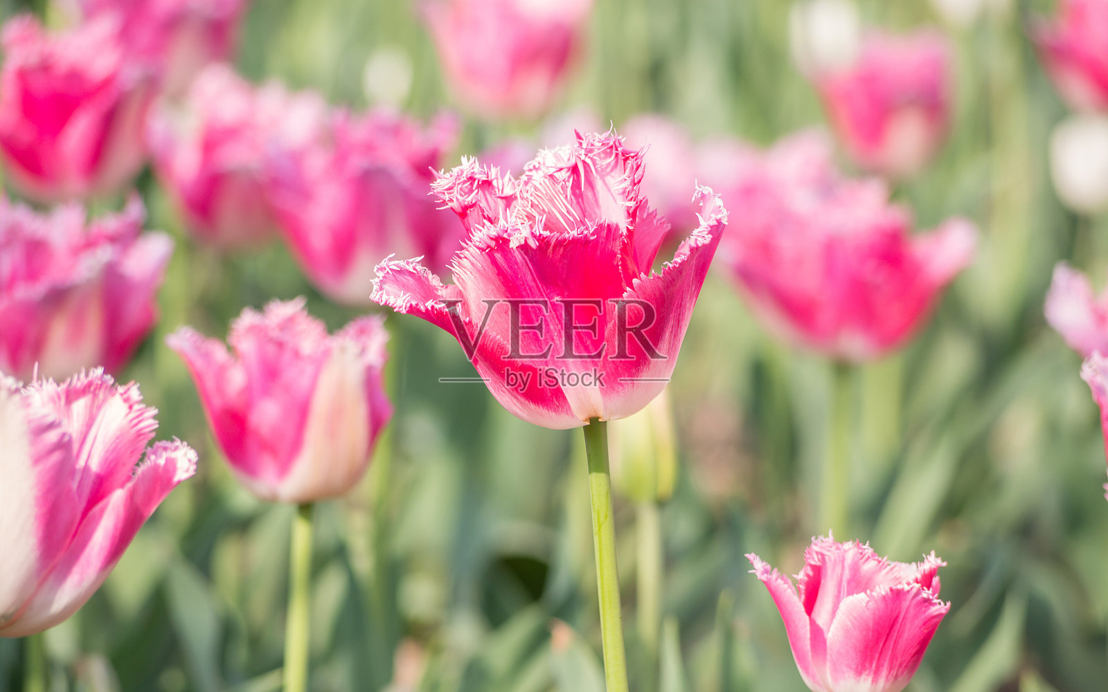 春季花卉系列，单瓣粉红色郁金香照片摄影图片