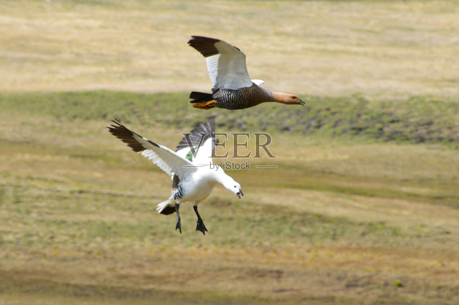 雄性和雌性高地鹅在飞行照片摄影图片