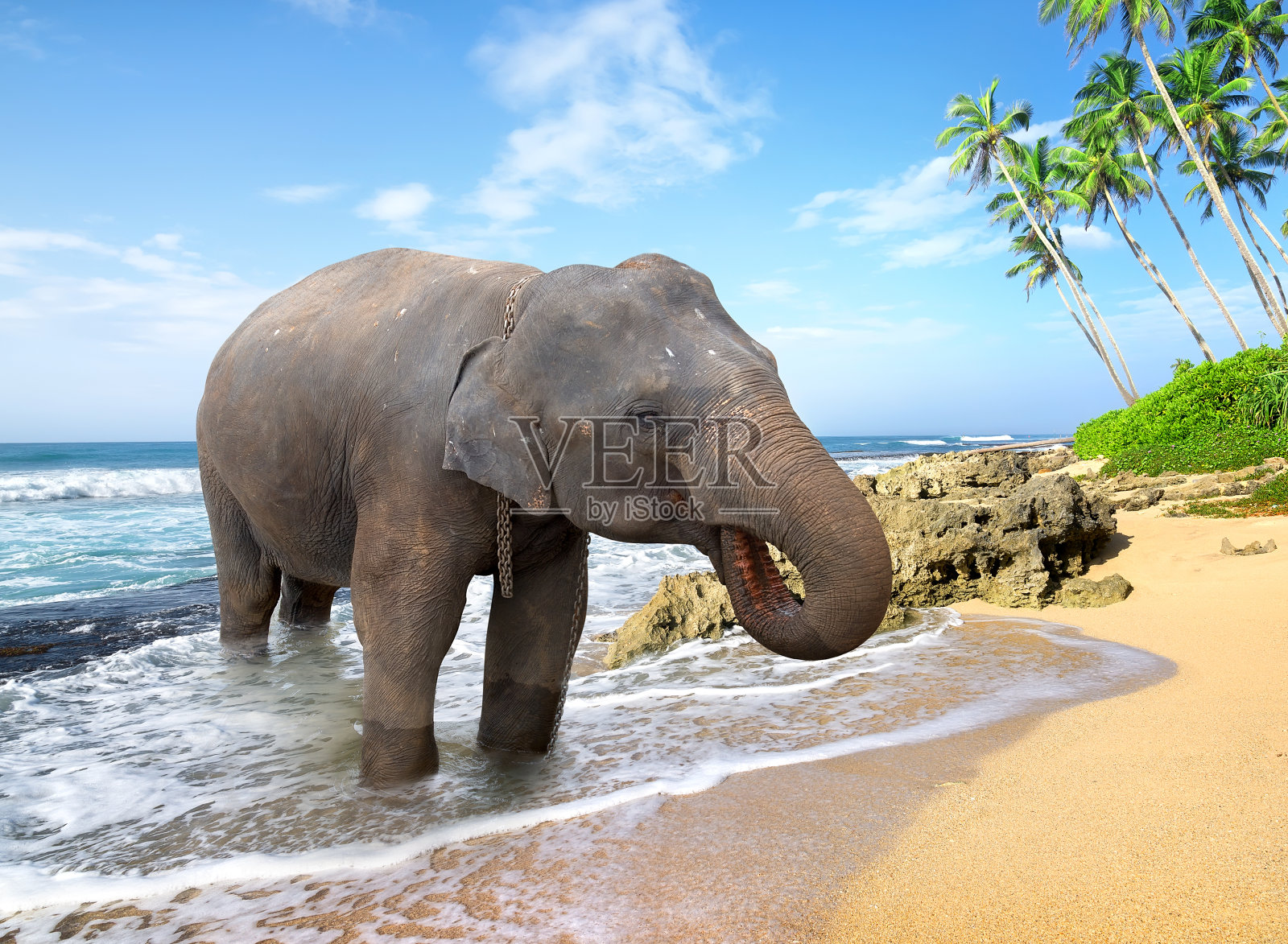 海滩上的大象照片摄影图片