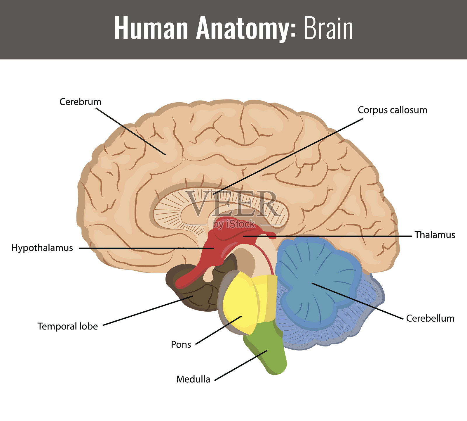 人类大脑详细解剖。矢量医疗插画图片素材