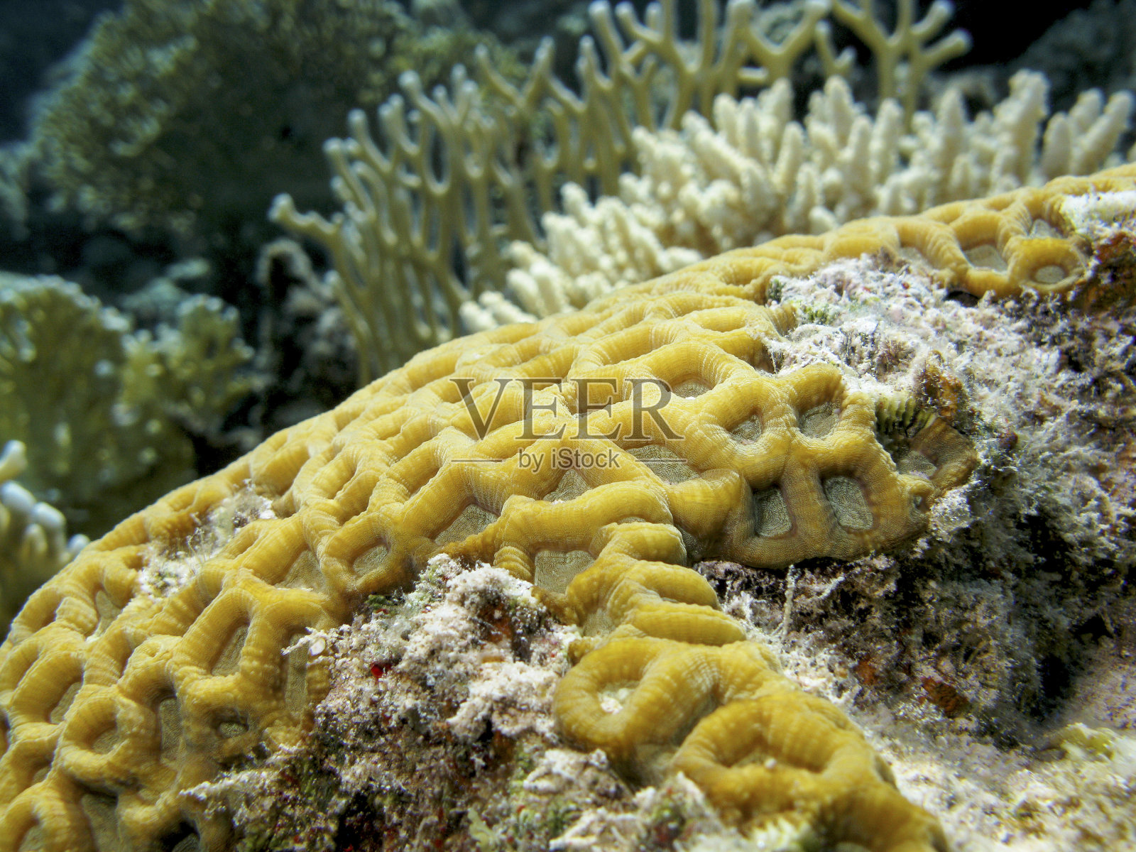 热带海洋中的珊瑚礁和黄色脑珊瑚，水下照片摄影图片