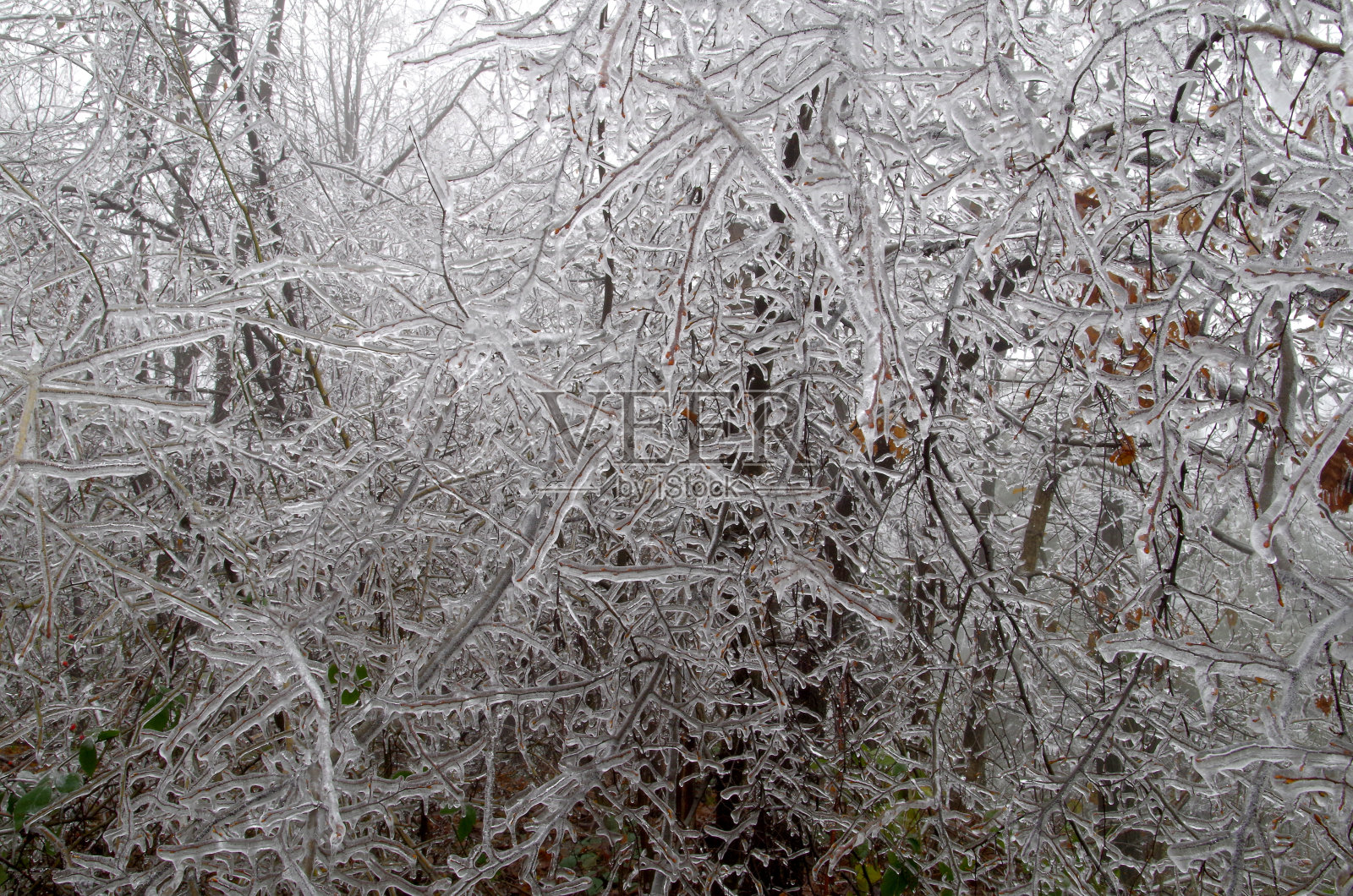 冰冷的树枝照片摄影图片