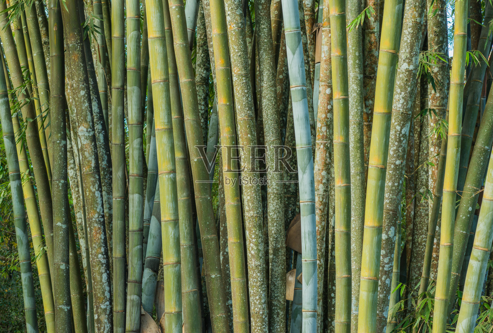 大竹林，新鲜照片摄影图片