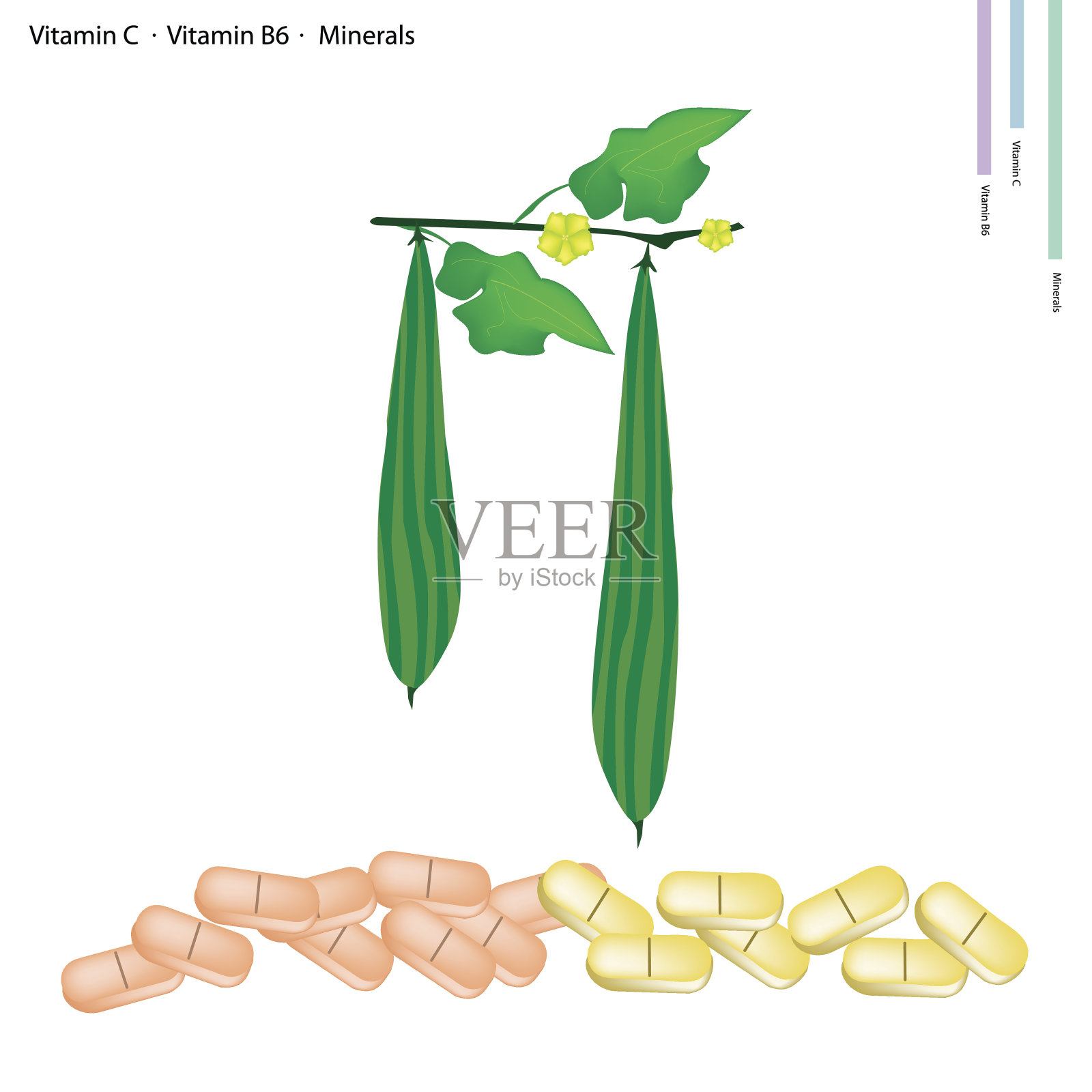 脊瓜含有维生素C和B6插画图片素材