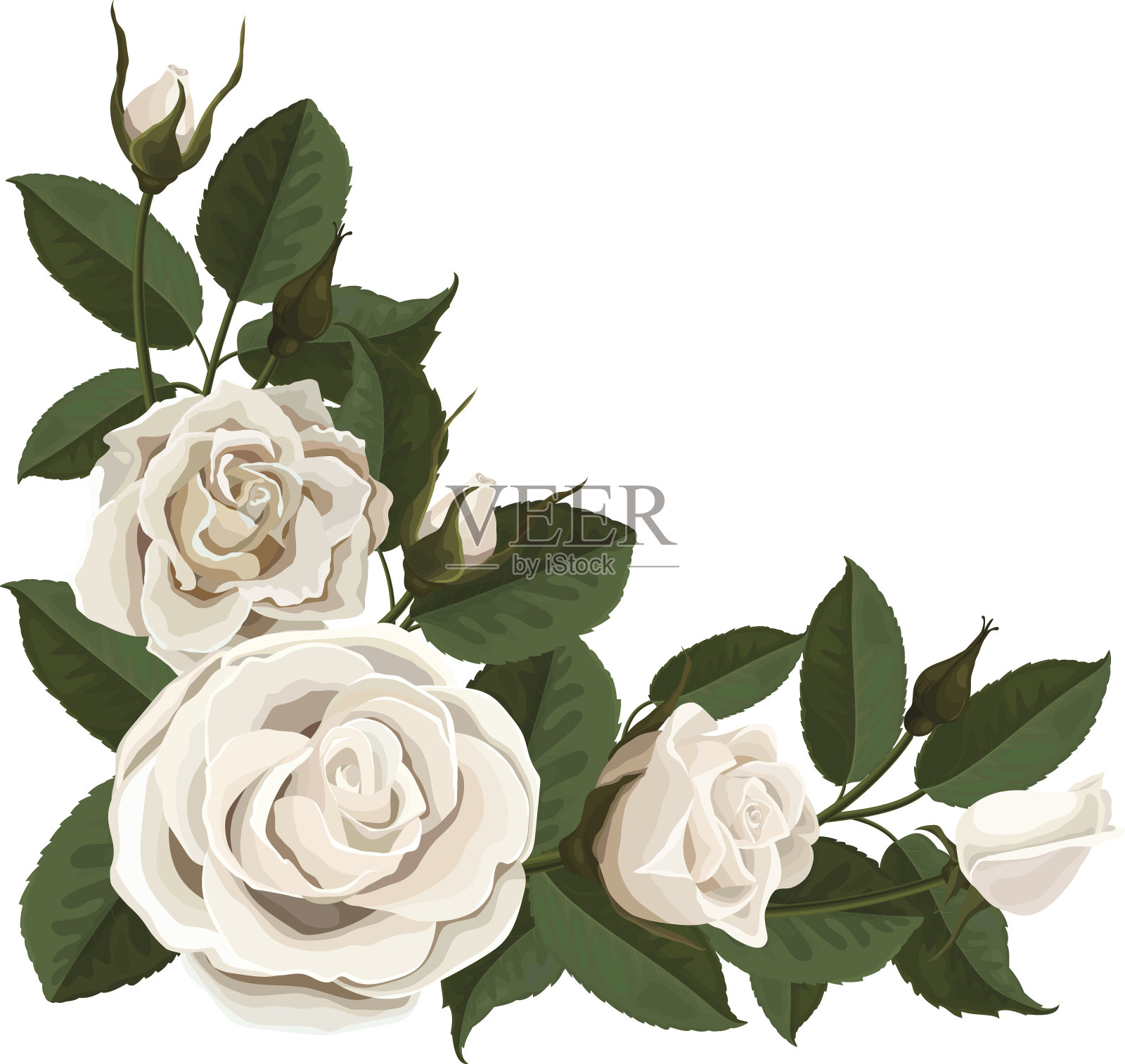 白玫瑰的花蕾和绿叶在角落里插画图片素材