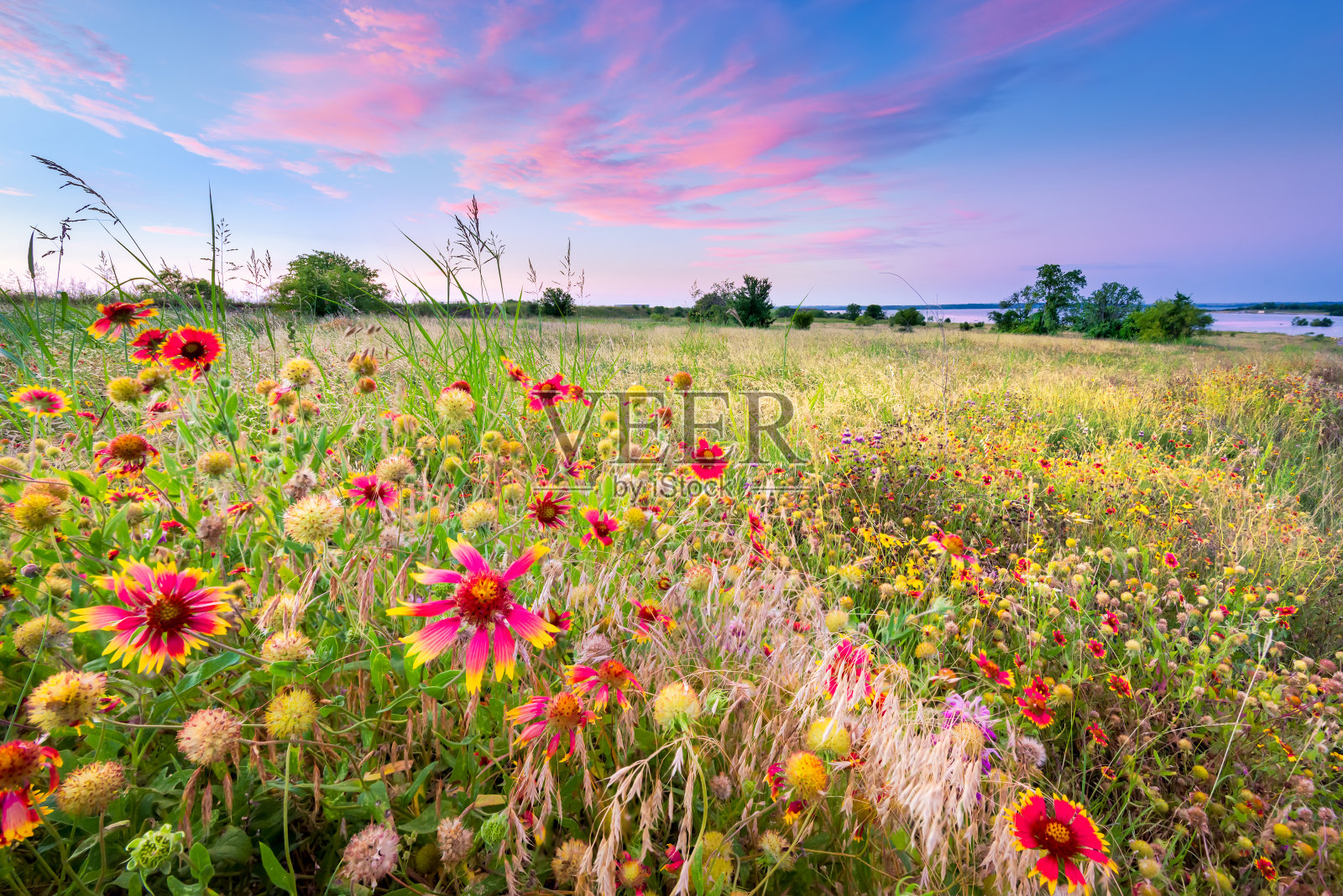 德克萨斯州的野花在日出照片摄影图片