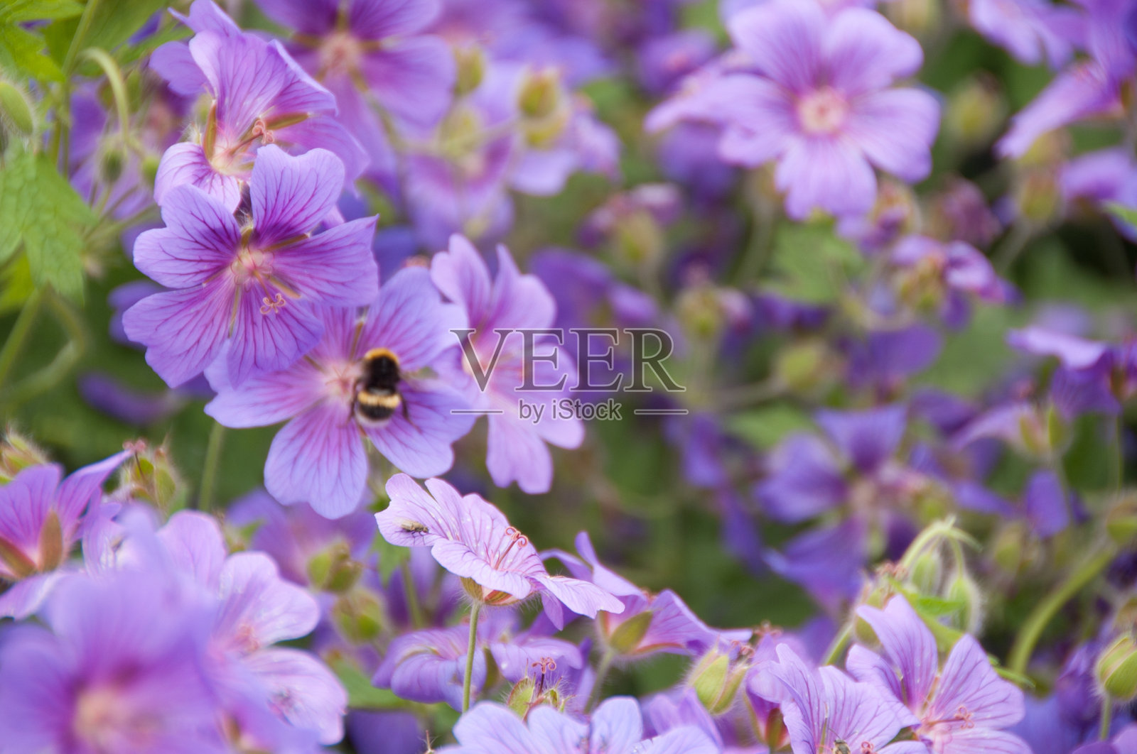 蜜蜂采集花粉照片摄影图片