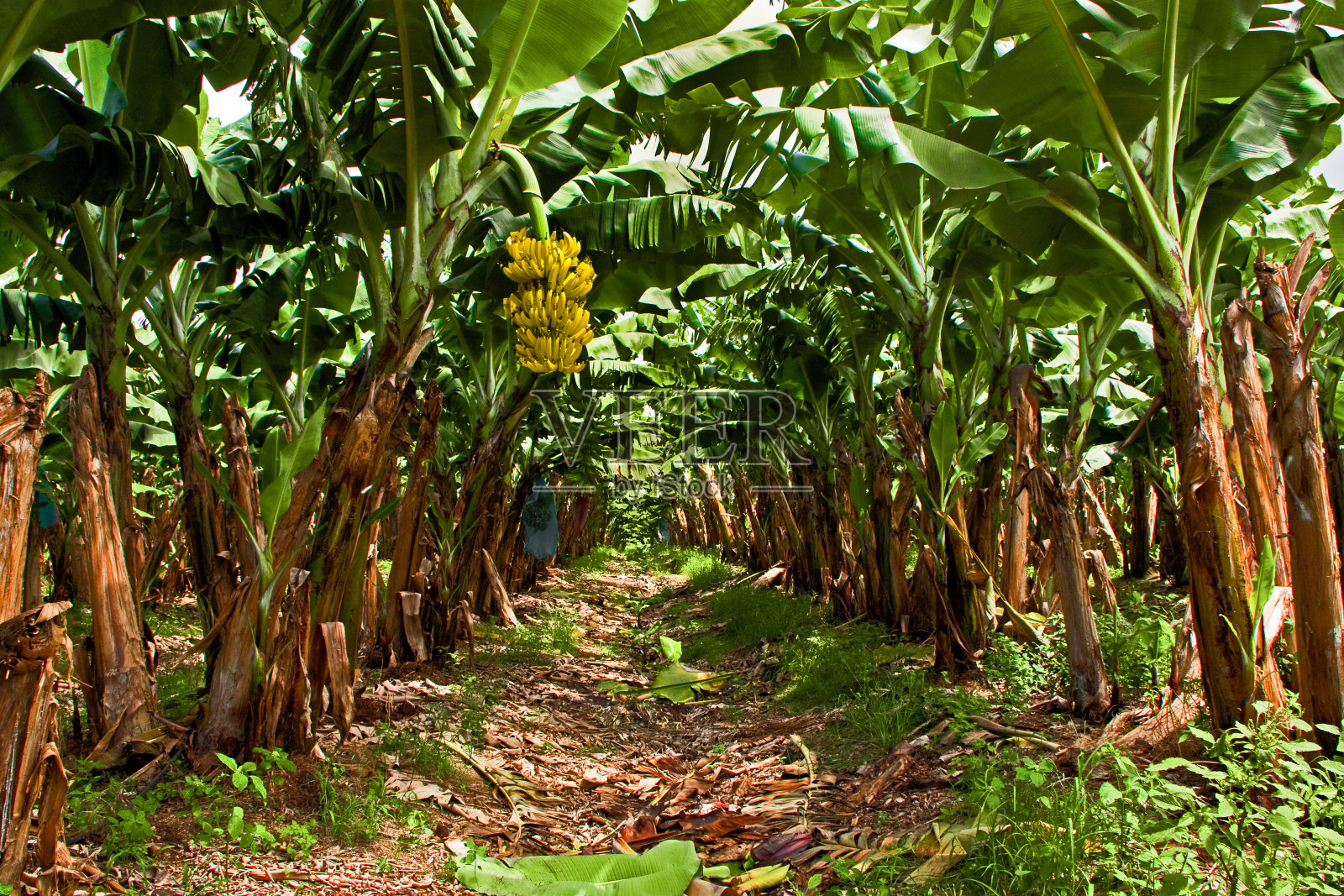 香蕉种植园照片摄影图片