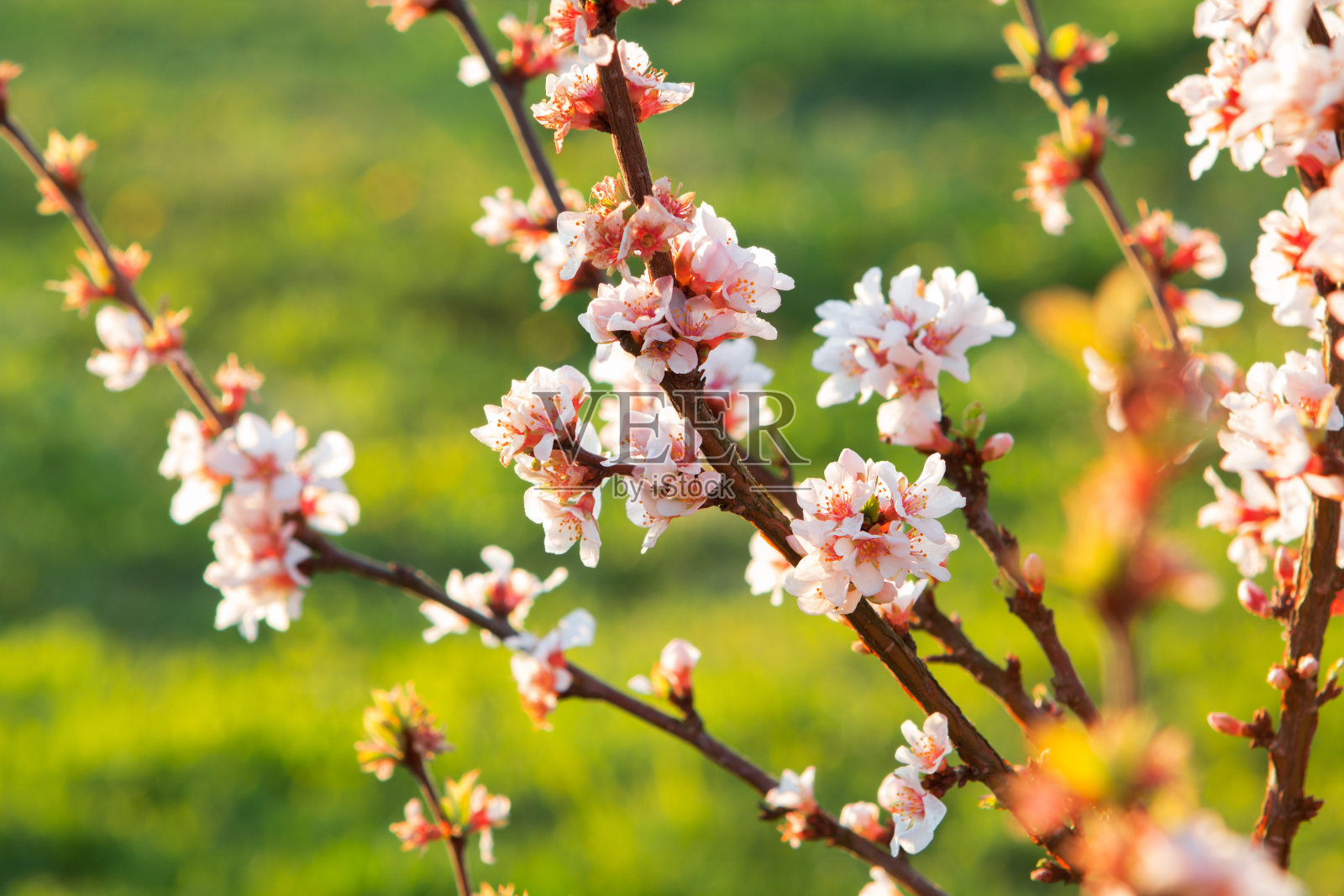 盛开的樱桃树照片摄影图片