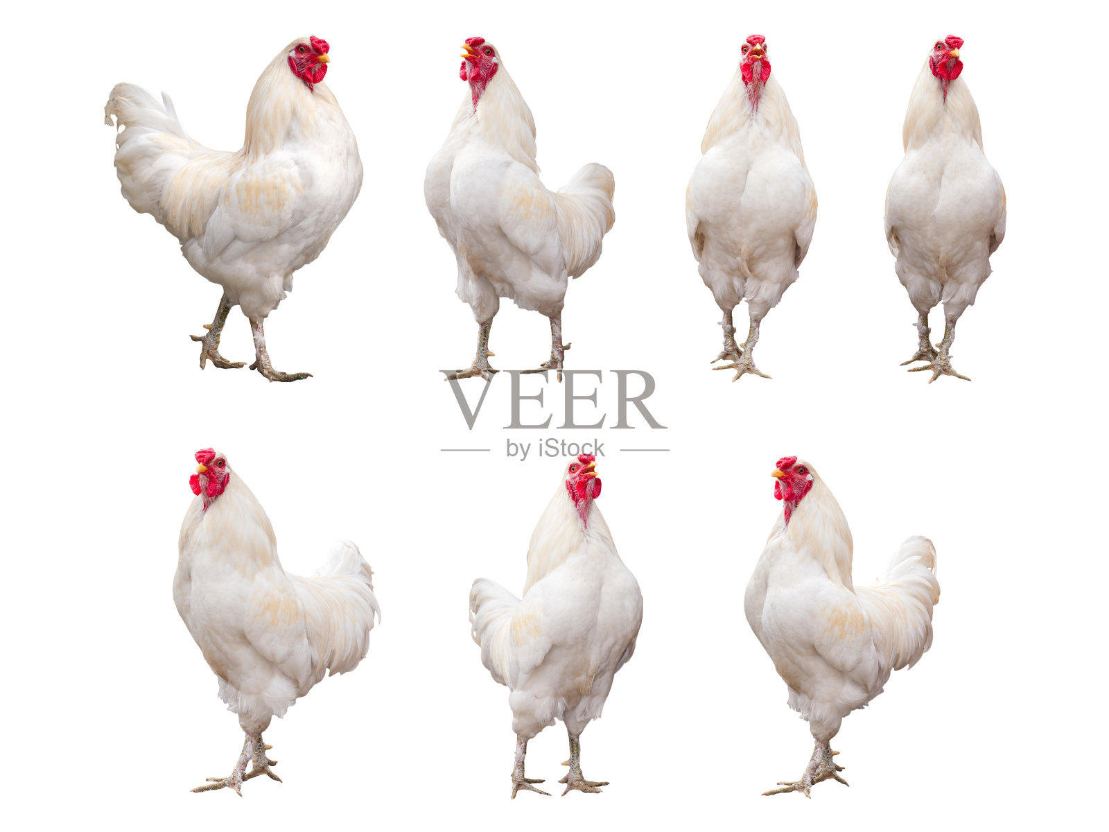 白色公鸡，公鸡或鸡孤立在白色背景照片摄影图片
