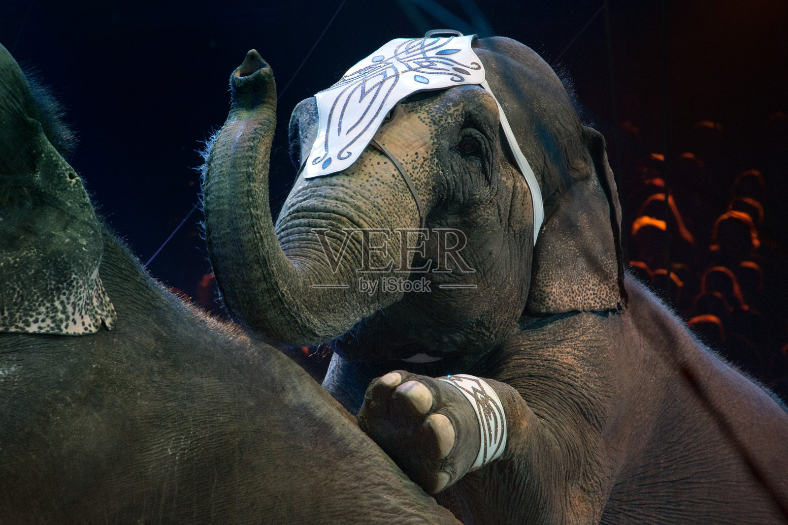 马戏团大象的特写细节照片摄影图片