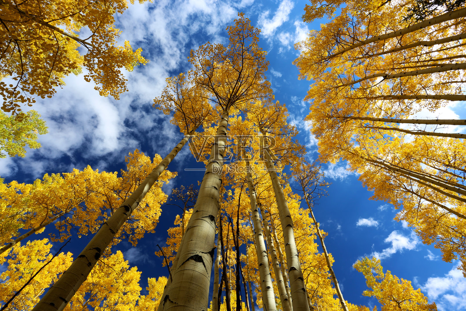 金色的白杨林在秋天与蓝色的天空照片摄影图片