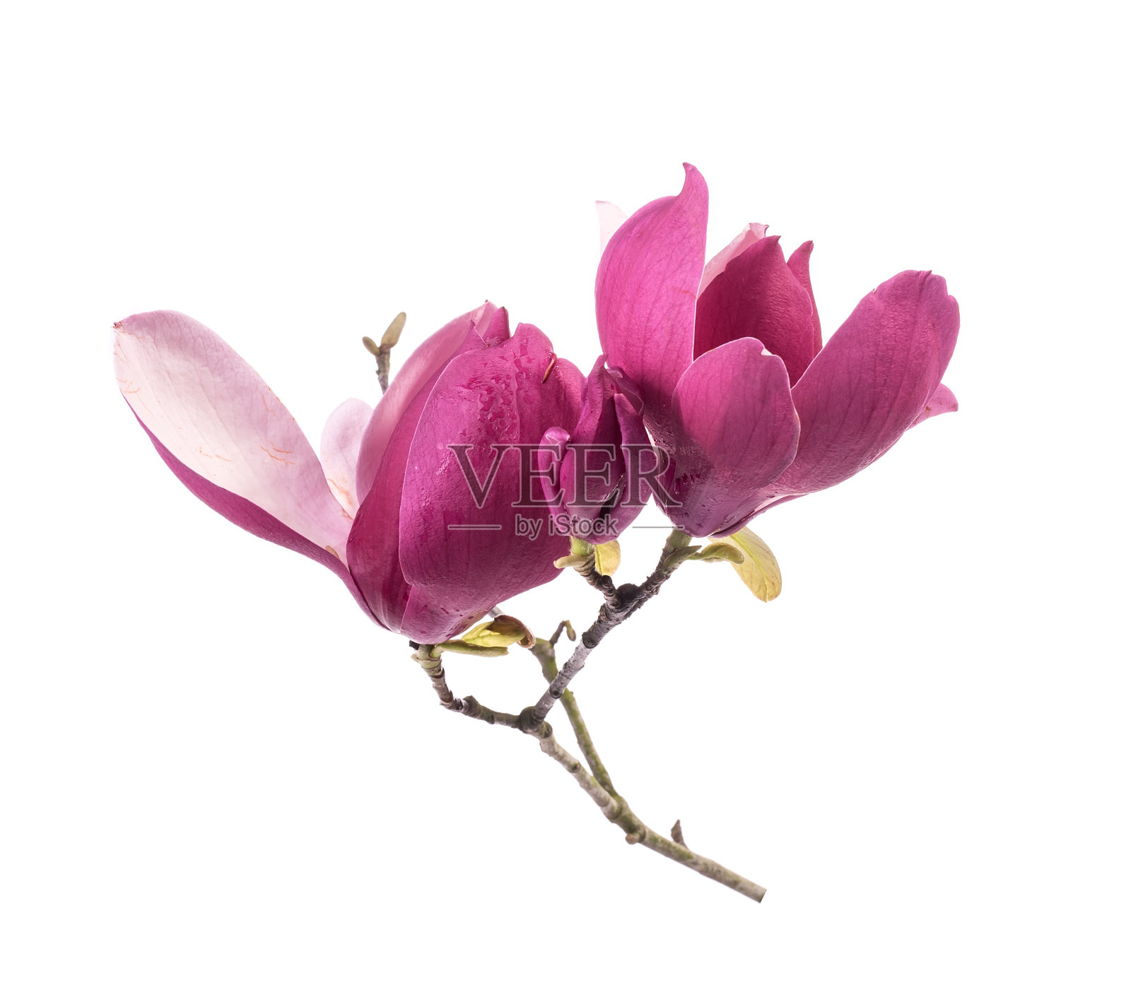 粉红色的木兰花孤立在白色的背景上照片摄影图片
