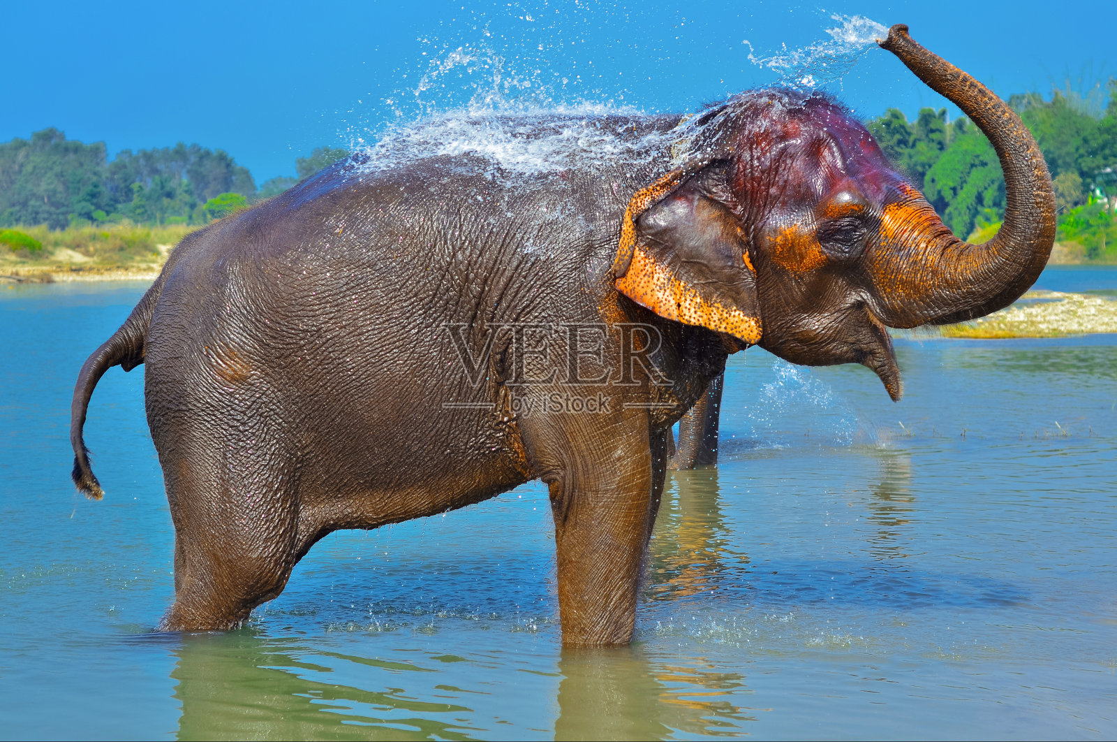 可爱的亚洲大象吹水出他的鼻子照片摄影图片
