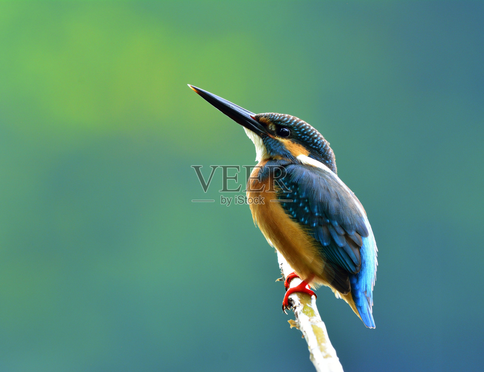 普通翠鸟(Alcedo atthis)是一种美丽的蓝色鸟照片摄影图片