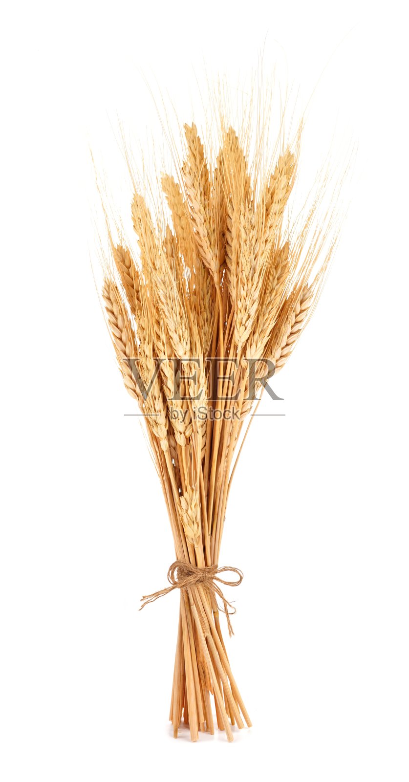 一束孤立在白色背景上的小麦照片摄影图片