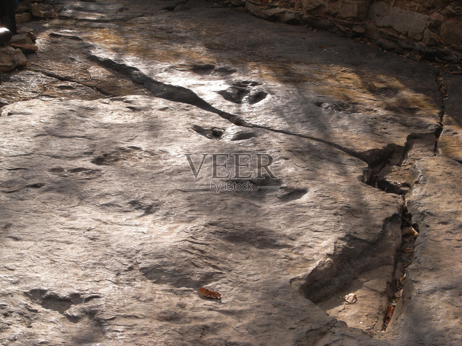 富金考的食草恐龙足迹化石照片摄影图片