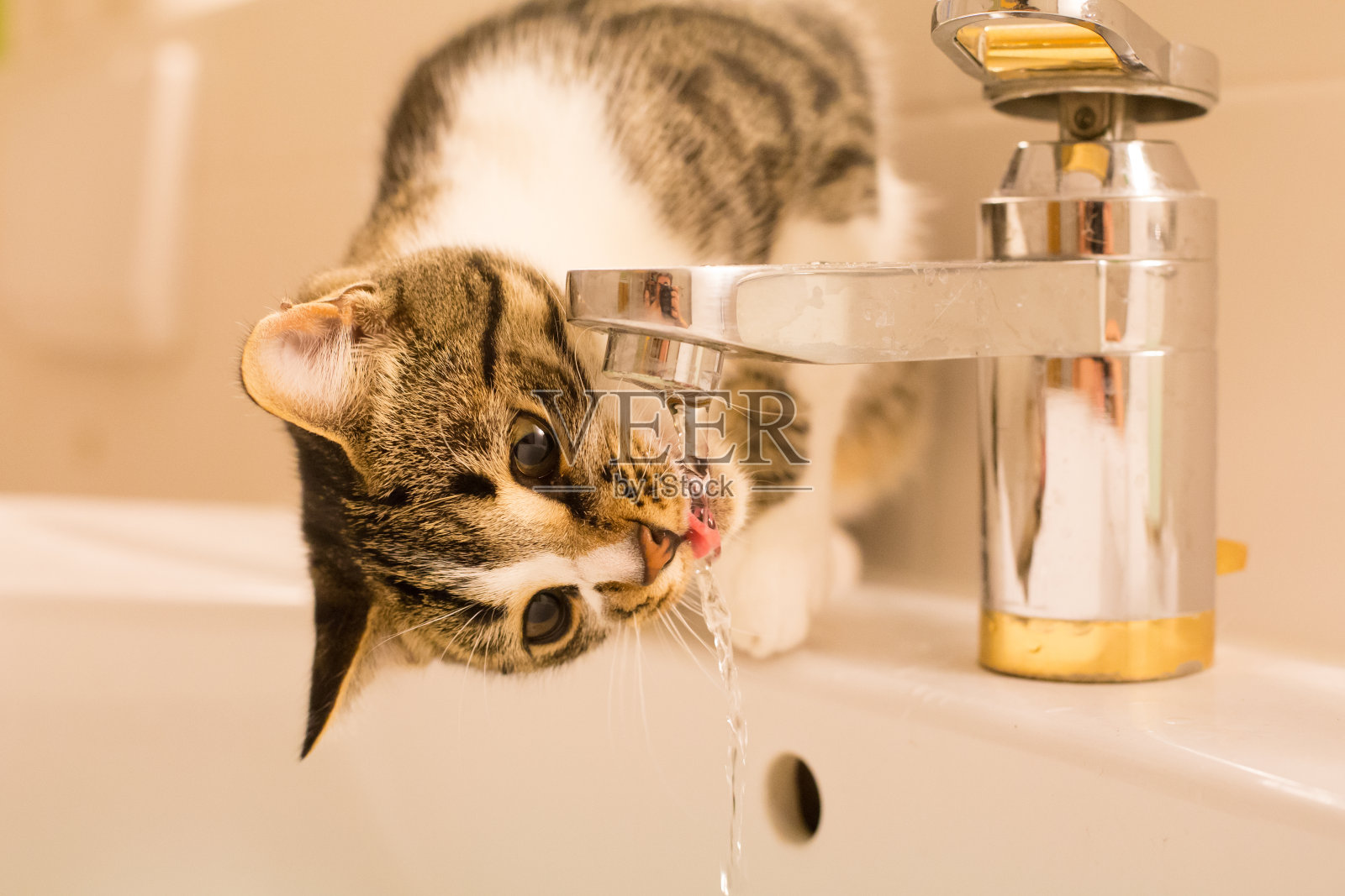 猫饮水照片摄影图片