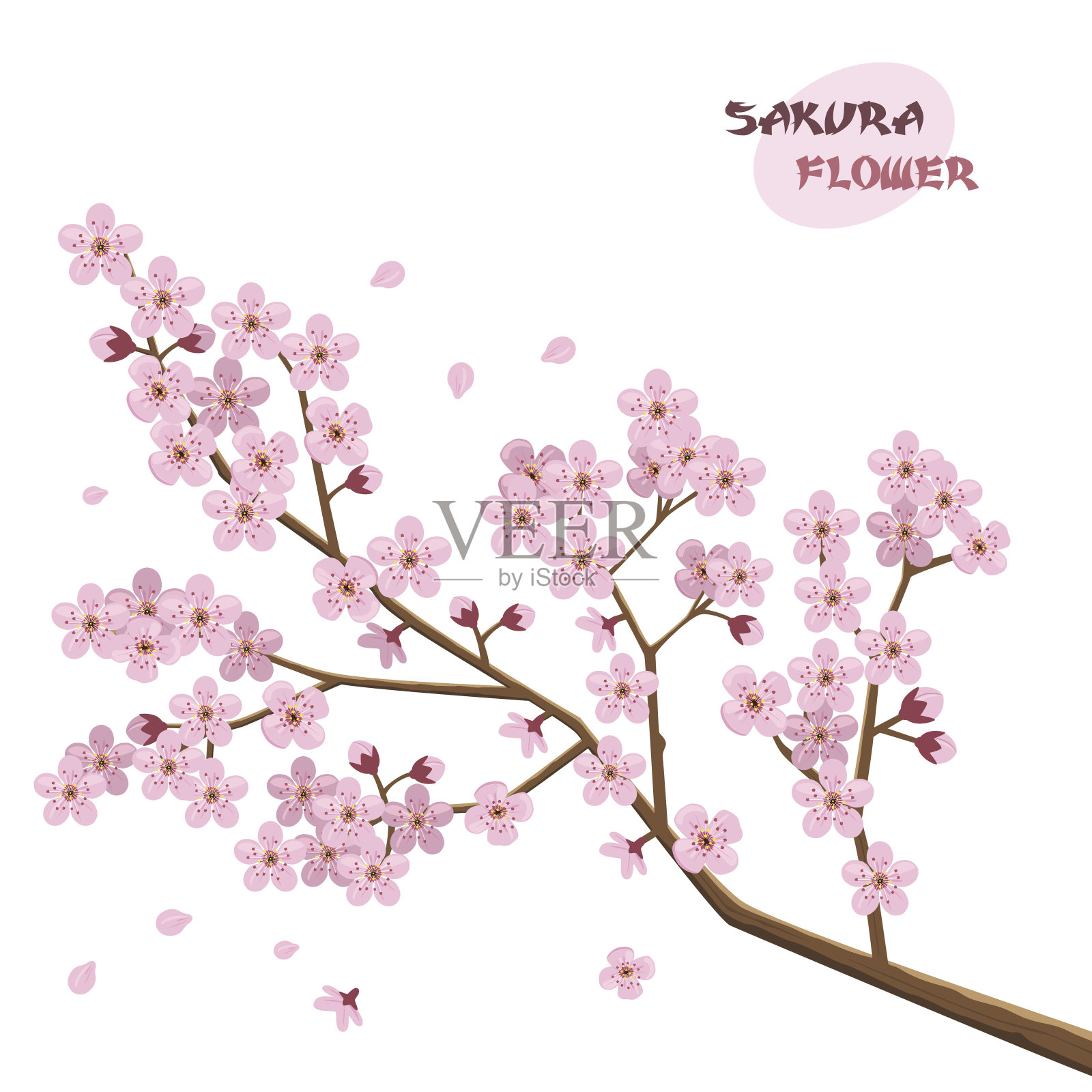 樱花的花。日本的樱桃树。设计元素图片