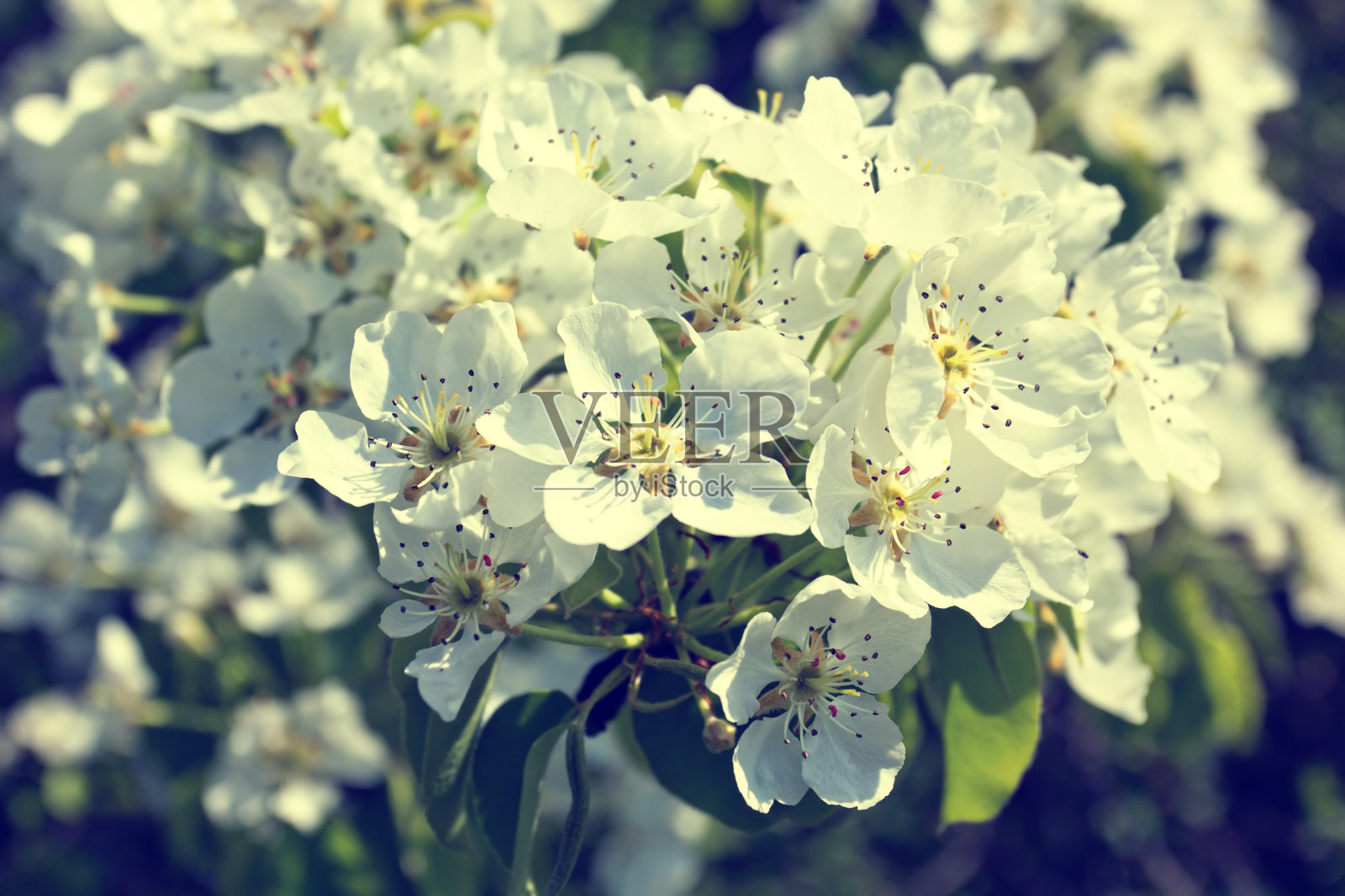 新鲜盛开的小枝与白花照片摄影图片