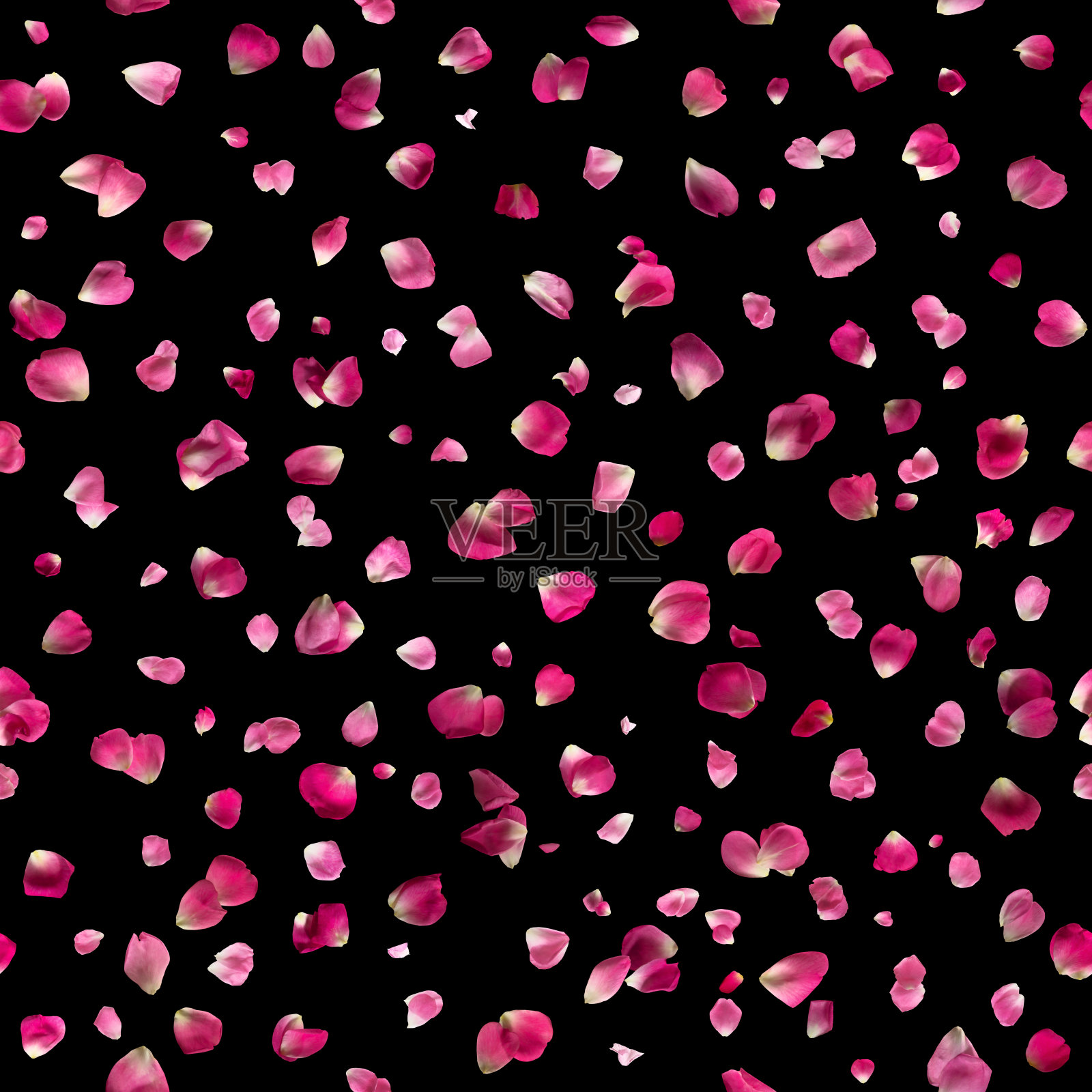 无缝粉红玫瑰花瓣在黑色照片摄影图片