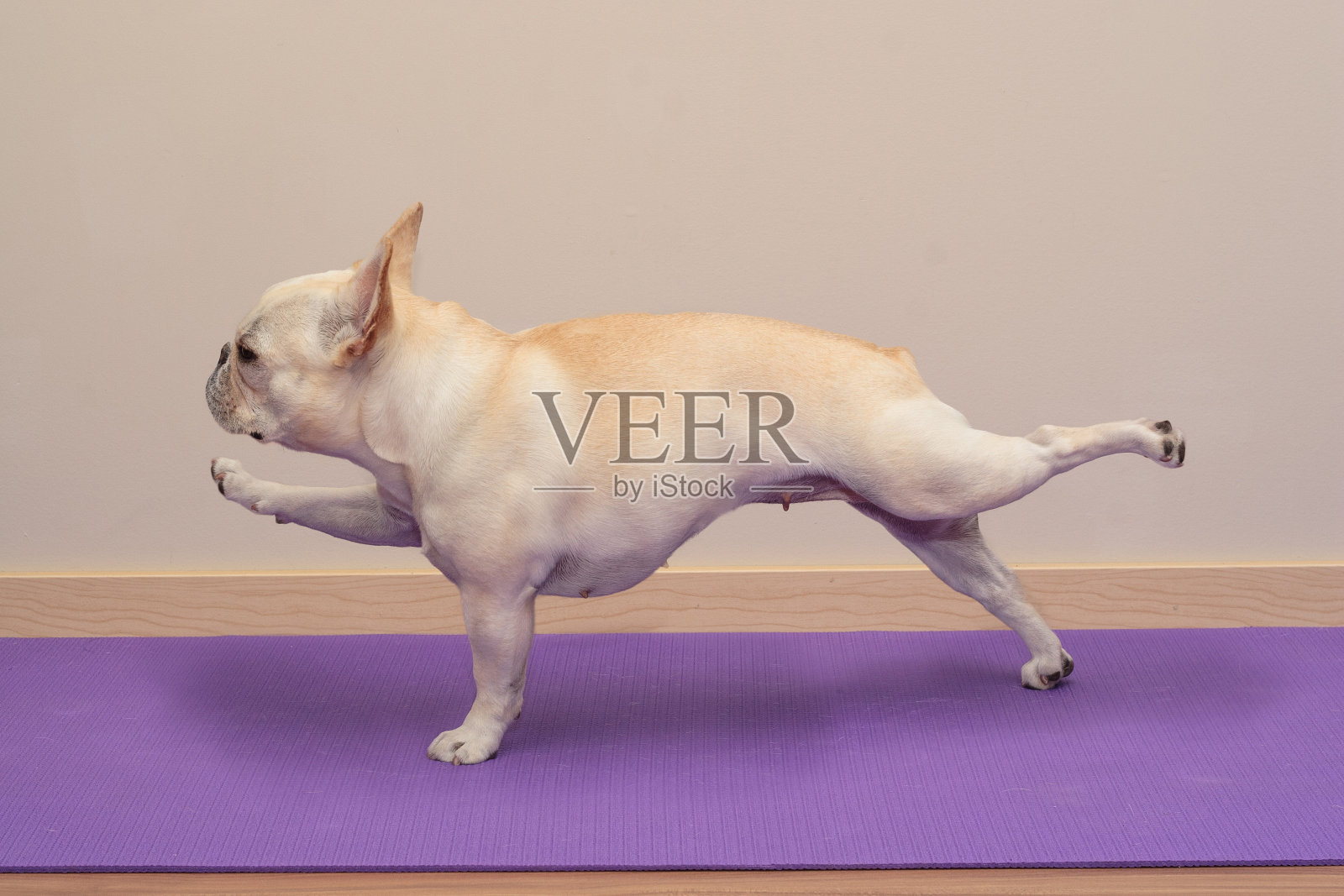 法国斗牛犬在瑜伽姿势-单臂/腿平板支撑照片摄影图片