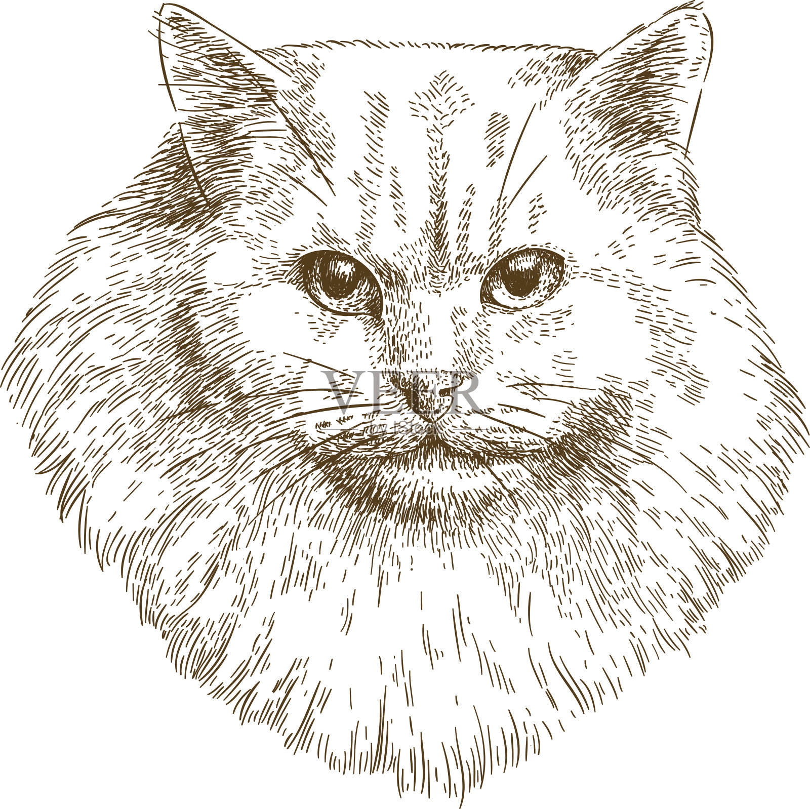 猫口的雕刻插图插画图片素材