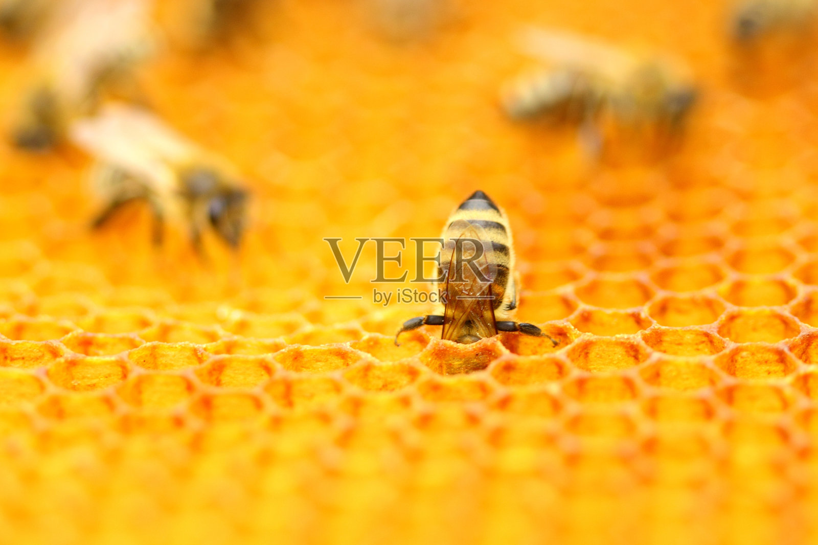蜜蜂在蜂巢照片摄影图片