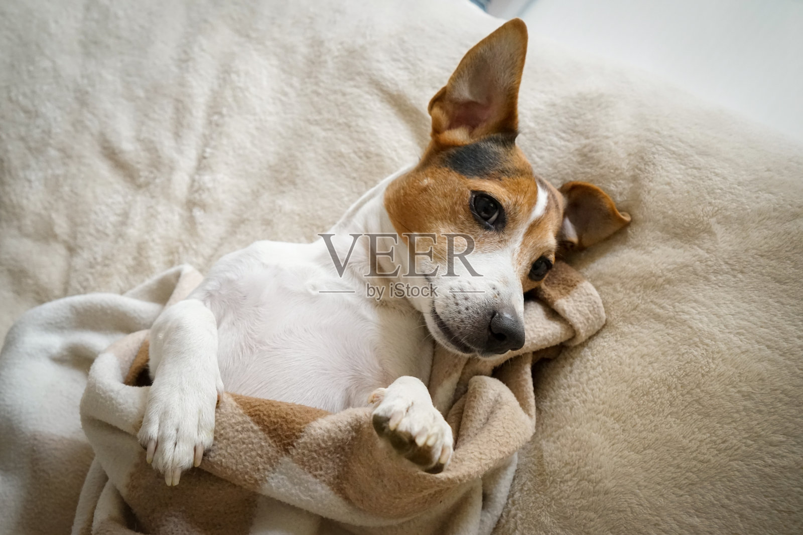 成年狗杰克拉塞尔躺在卧室里，裹着格子毯子照片摄影图片