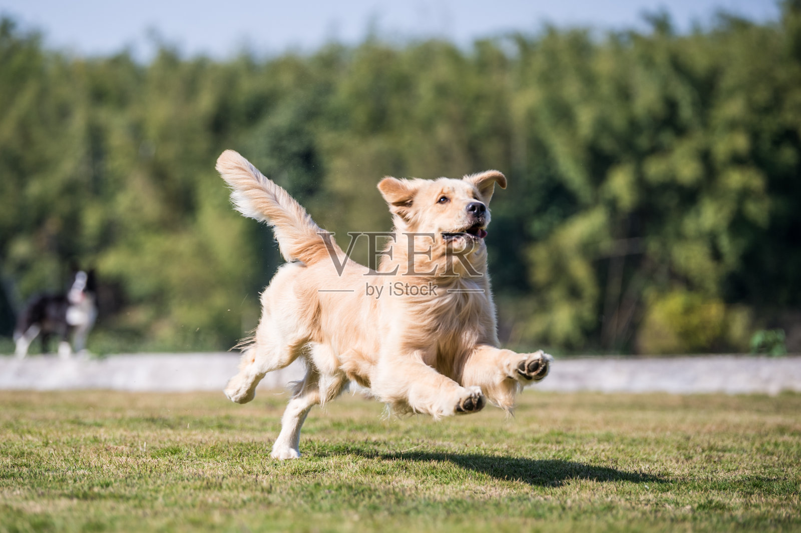 金毛猎犬在草地上玩耍照片摄影图片
