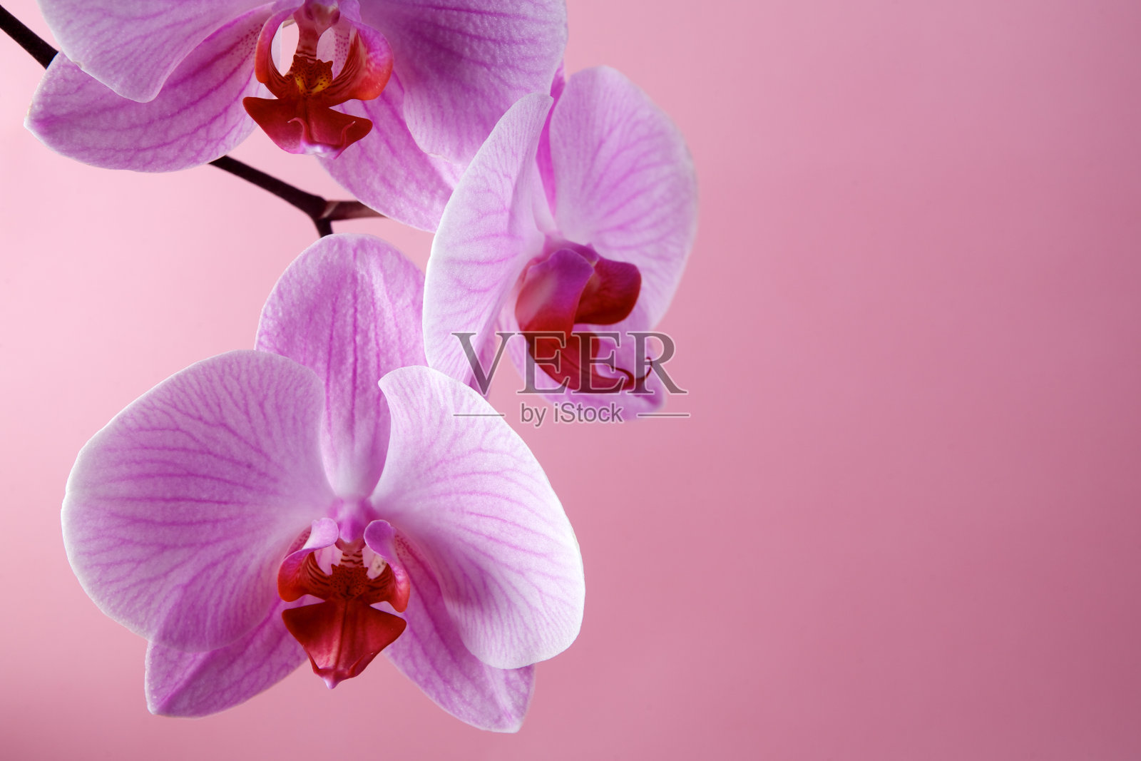 粉彩背景上的粉红色兰花照片摄影图片