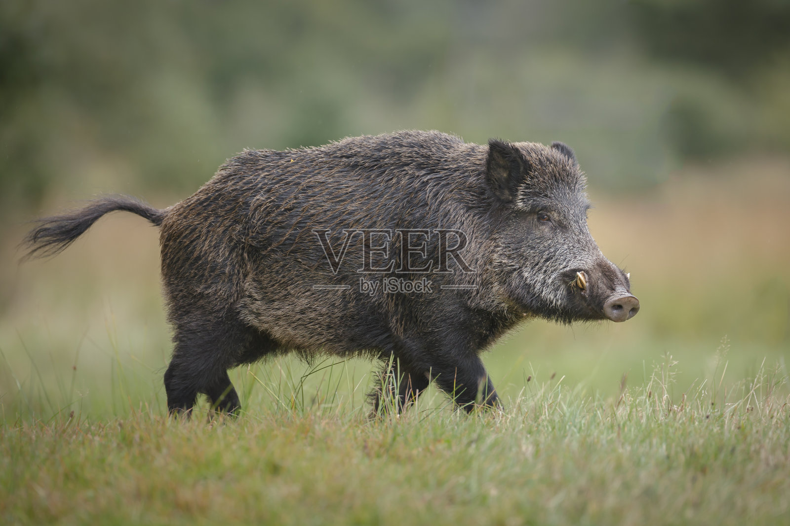 森林空地上的野猪照片摄影图片