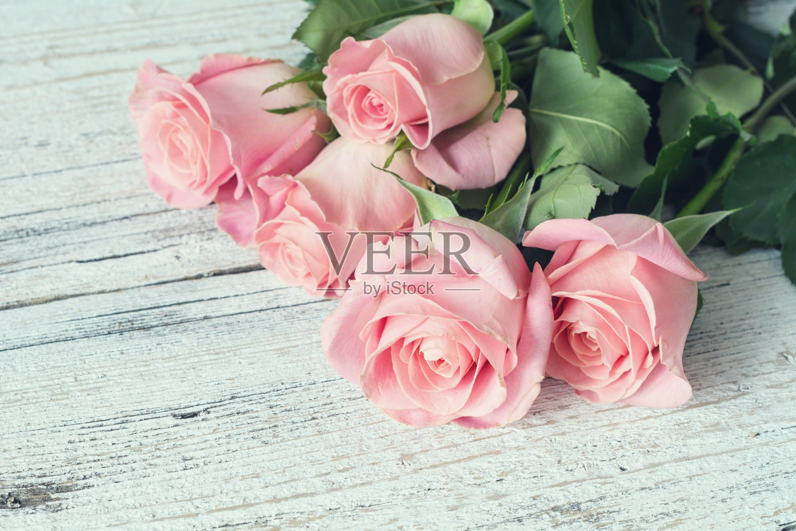 白色木质背景上的粉色玫瑰照片摄影图片