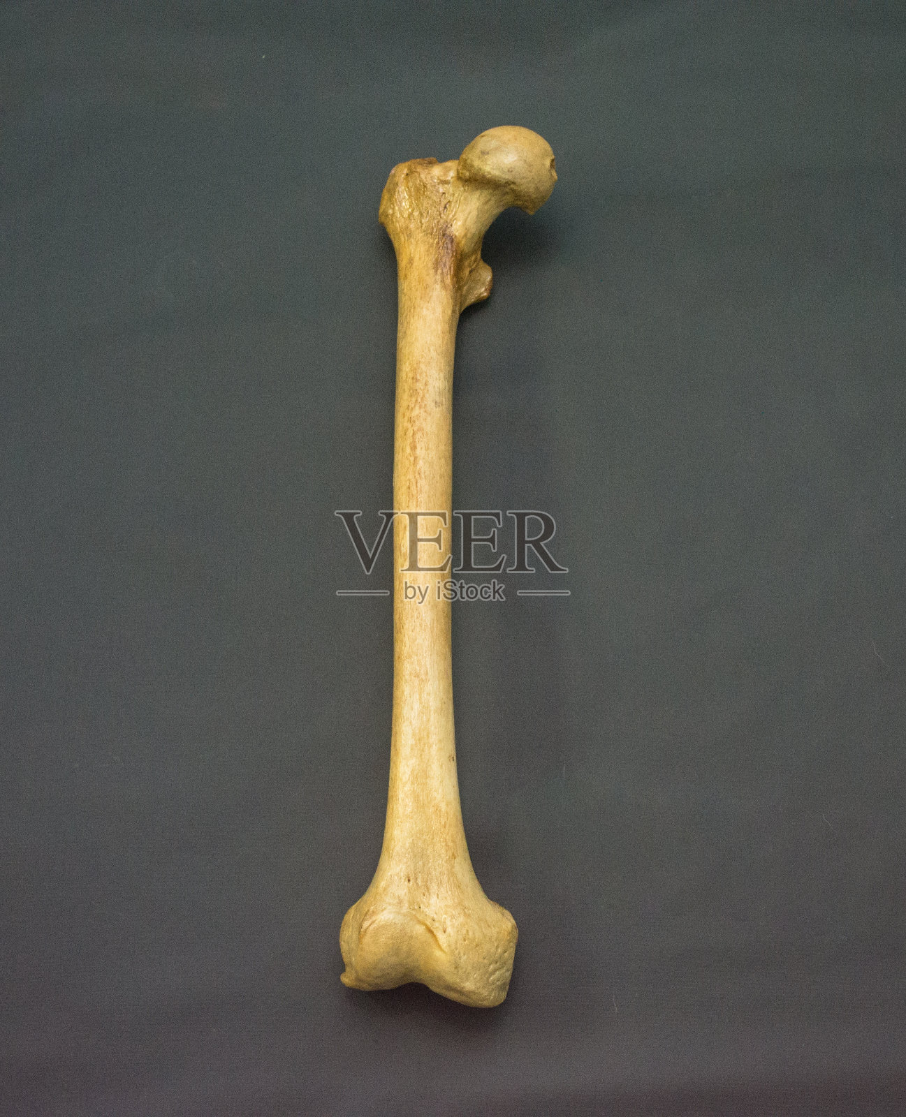 人类股骨-顶部位置-股骨头照片摄影图片