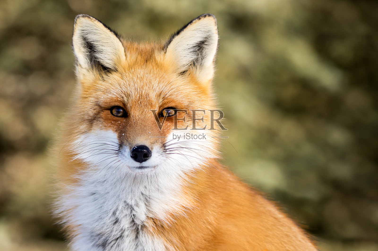 红狐 - 火狐填充照片摄影图片
