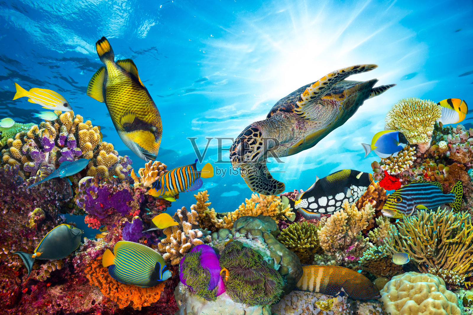 色彩斑斓的珊瑚礁有许多鱼类照片摄影图片
