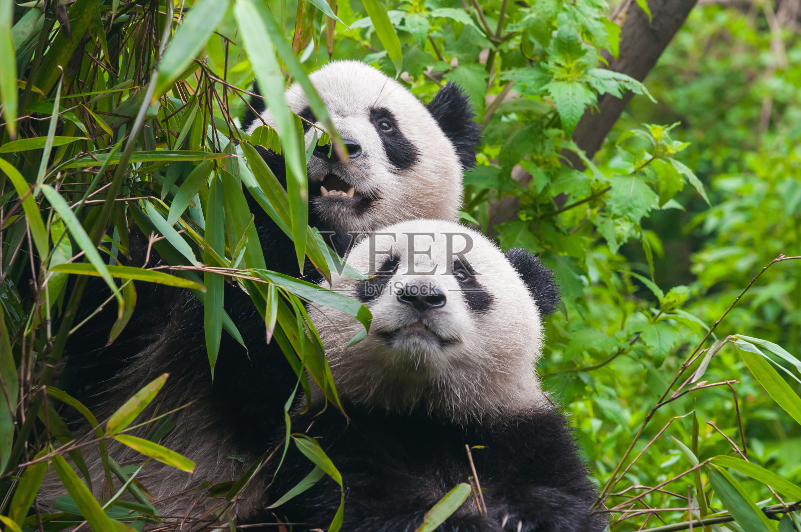 竹林里的两只熊猫照片摄影图片