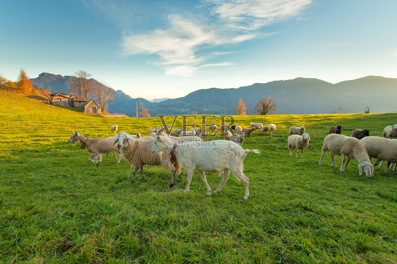饲养绵羊和山羊的农场照片摄影图片