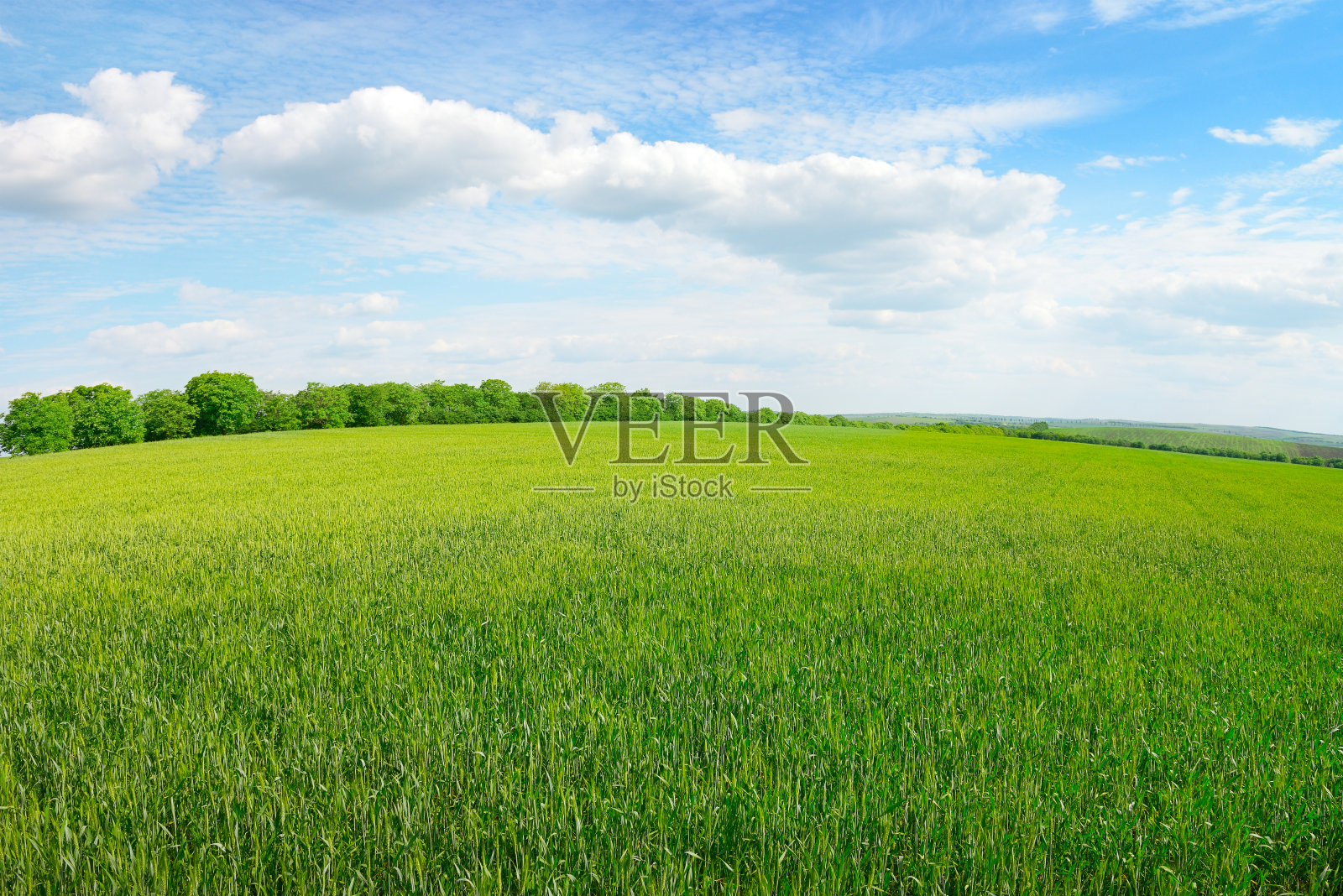春天的草地和蓝天照片摄影图片