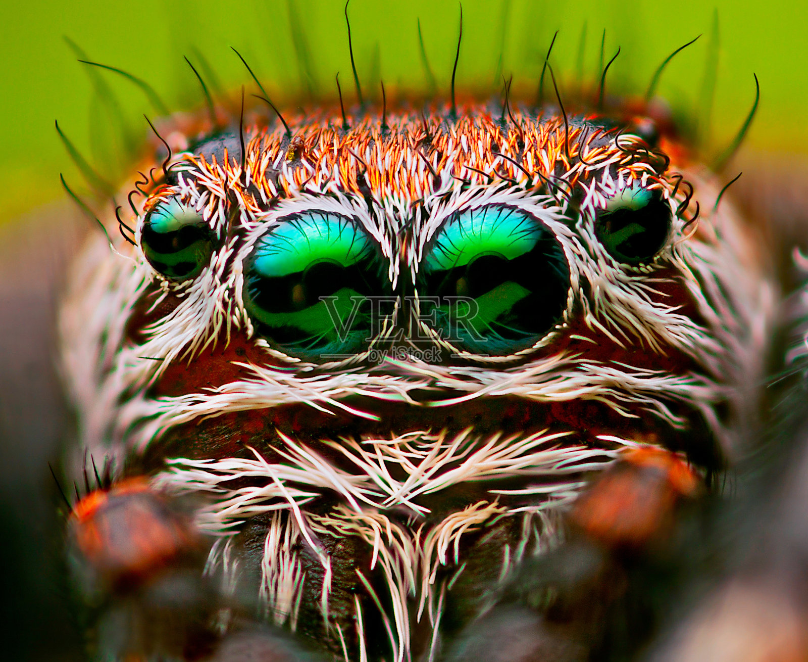 跳蜘蛛的眼睛照片摄影图片