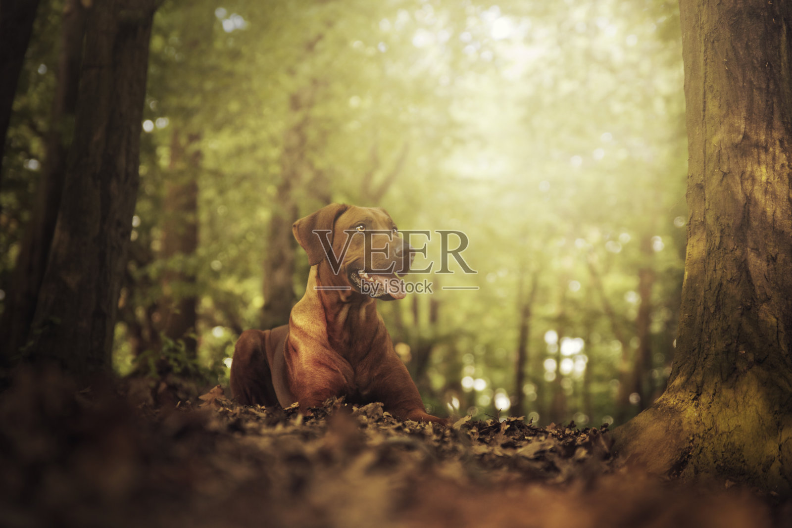 美丽的年轻罗得西亚脊背狗躺在日落森林照片摄影图片